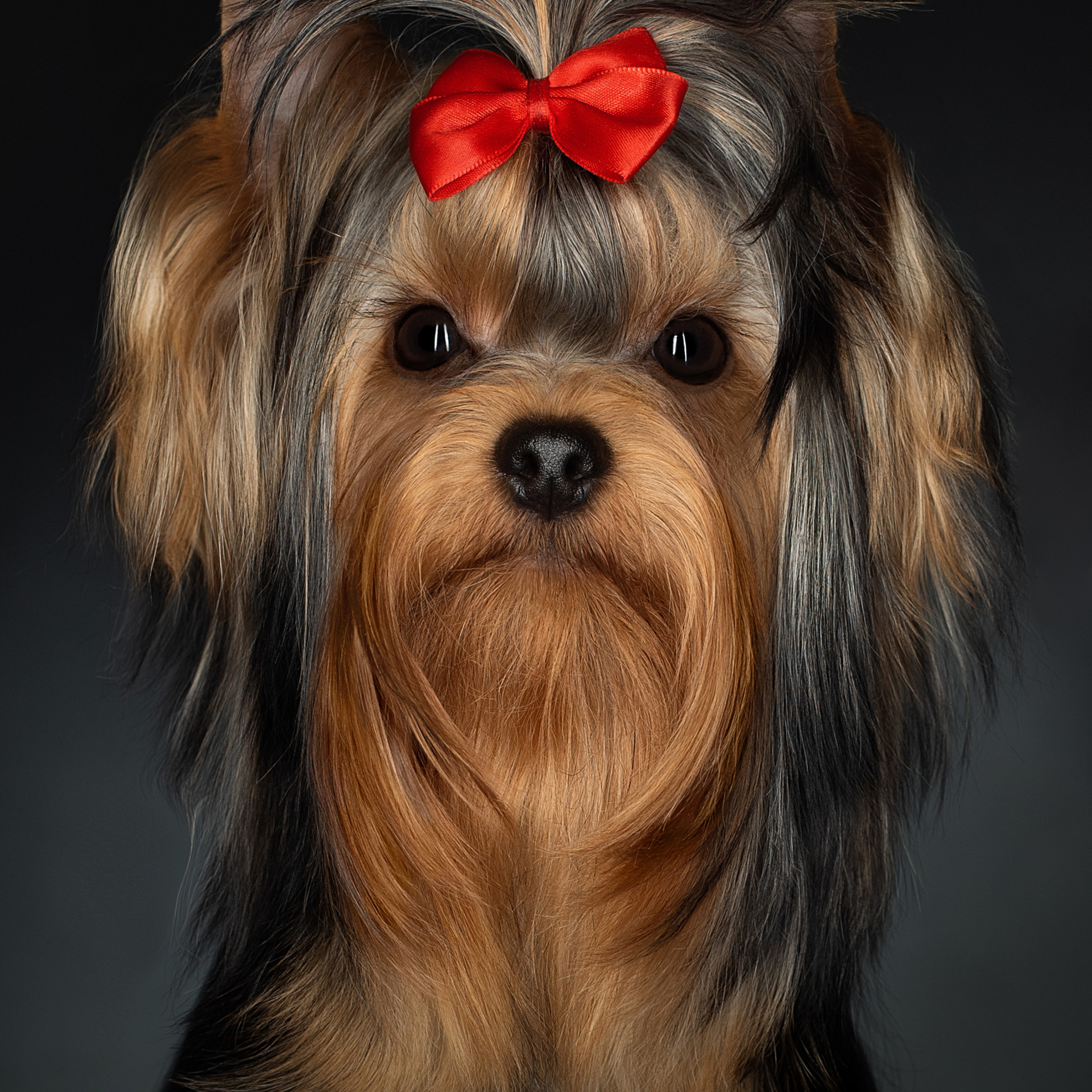 Отзывы. Фотограф анималист в Санкт-Петербурге Светлана Писарева