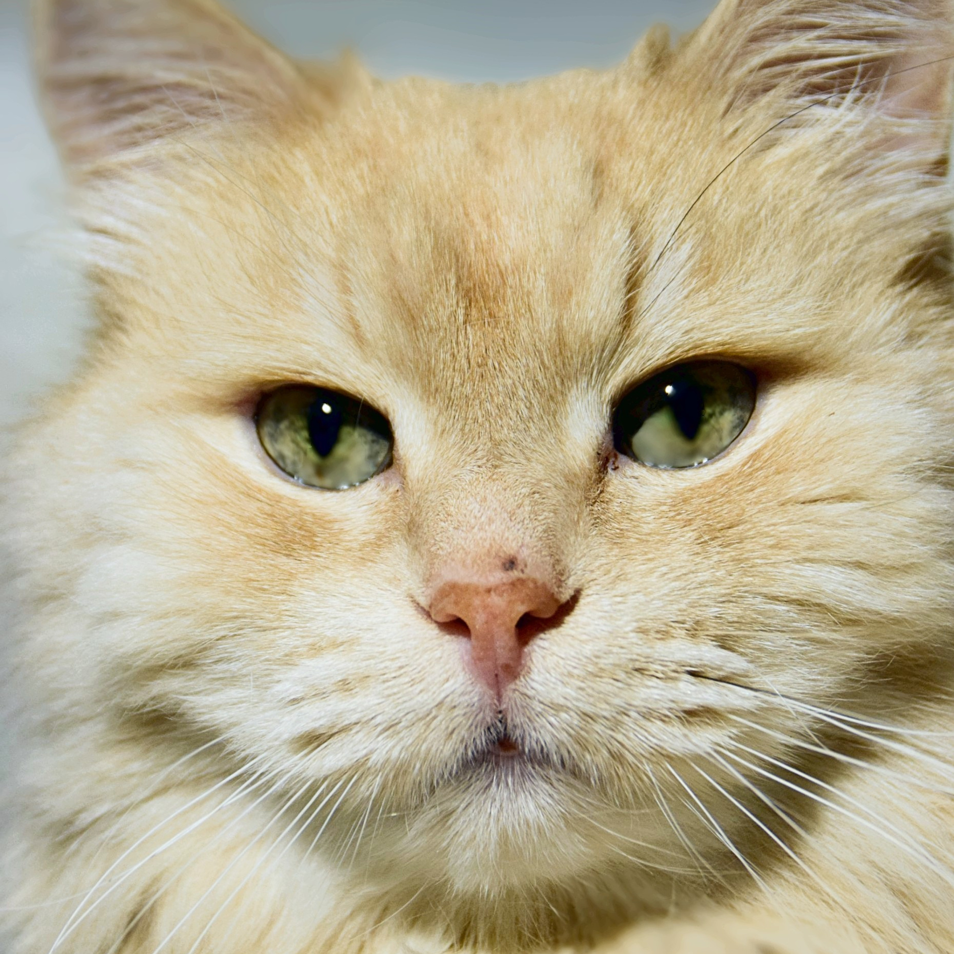 СПб фотограф отзывы о работе. Фотограф в СПб. Мария phspbmary