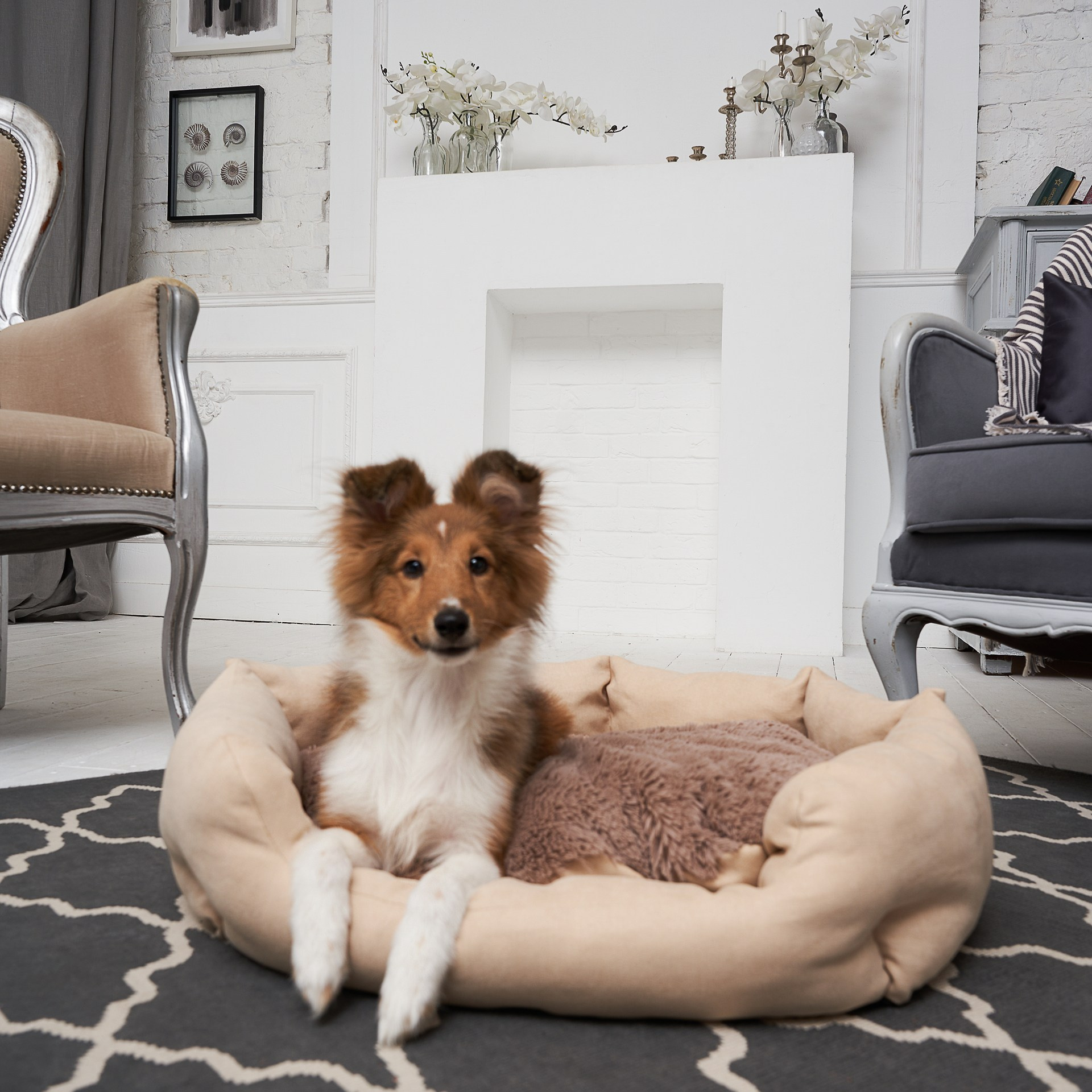 Предметное фото товаров для животных - радость и комфорт вашего питомца в каждой детали.