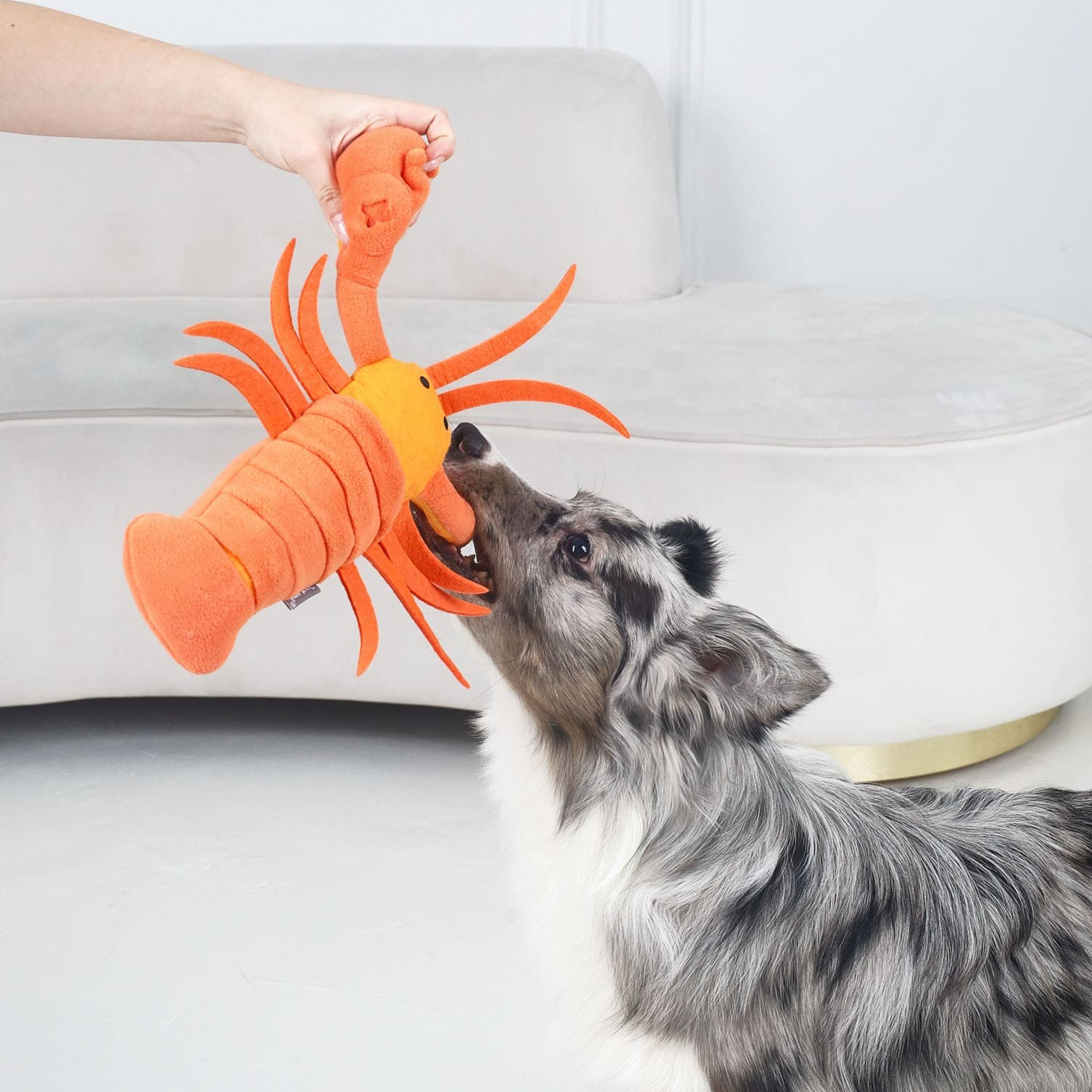 Предметная съёмка Товаров для животных и фото для маркетплейсов