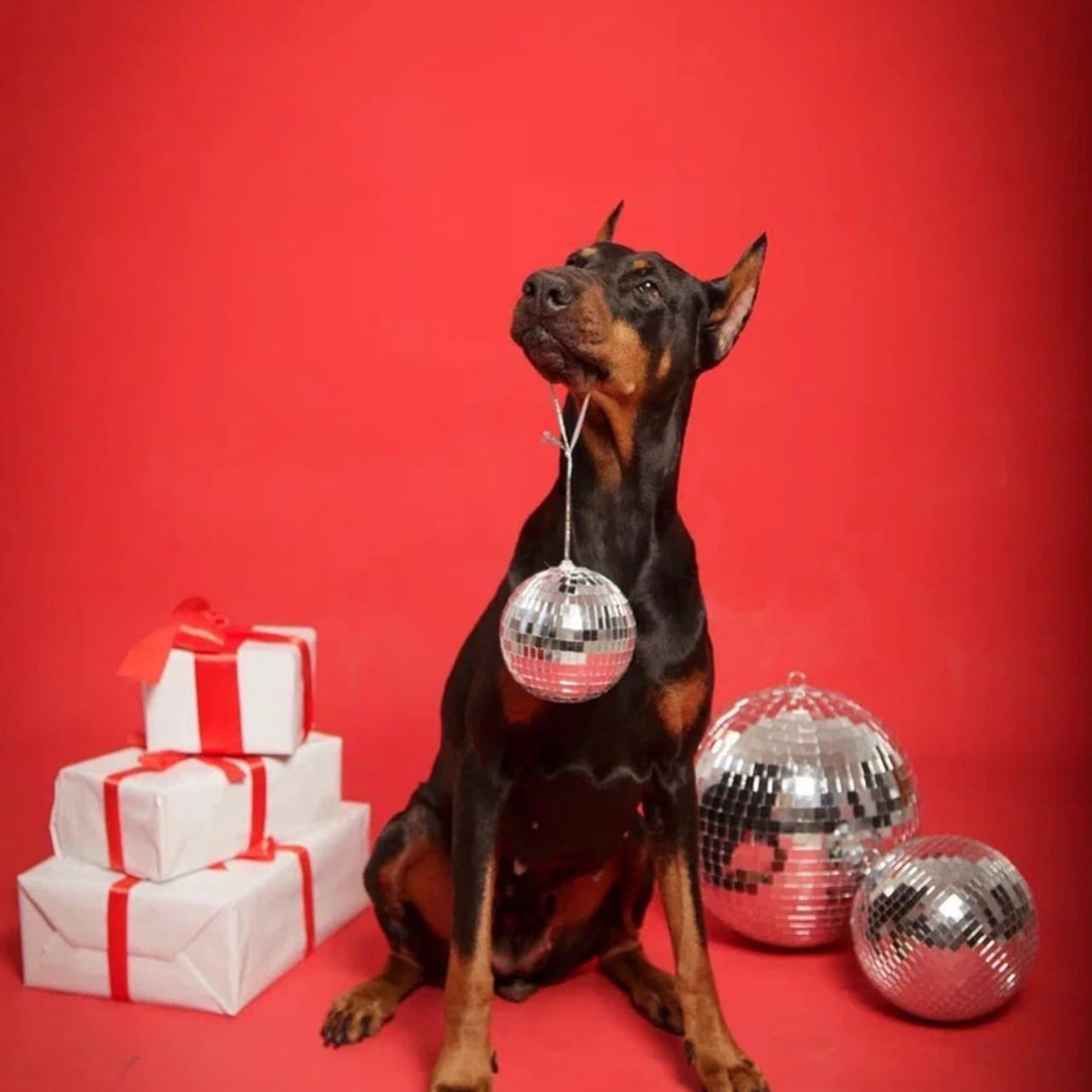 Доберман — Марго | id 26700