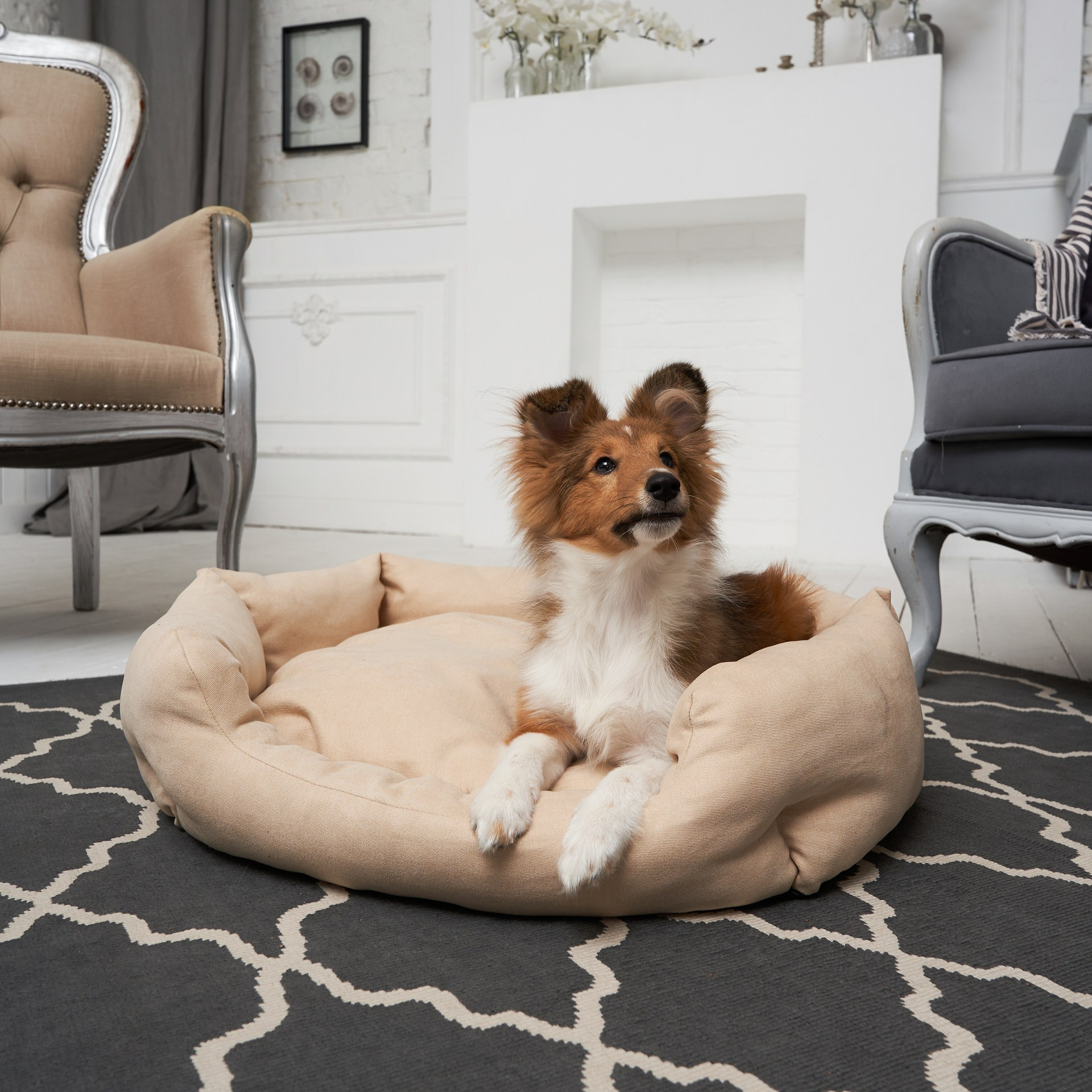 Предметное фото товаров для животных - надежность и качество для вашего пушистого друга.