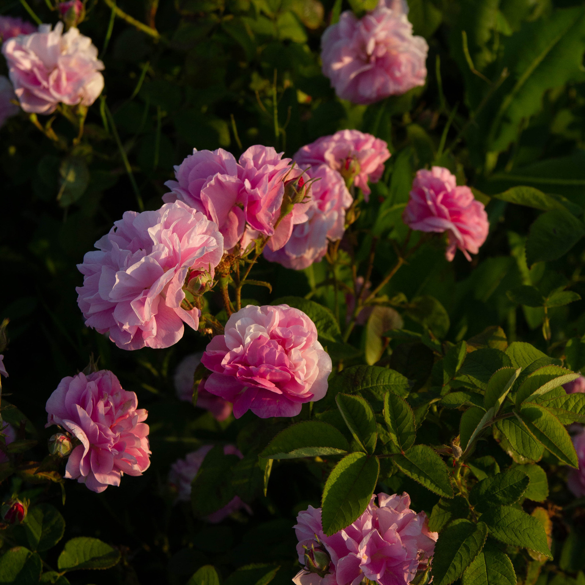 Отзывы. Семейный и свадебный фотограф в Краснодаре