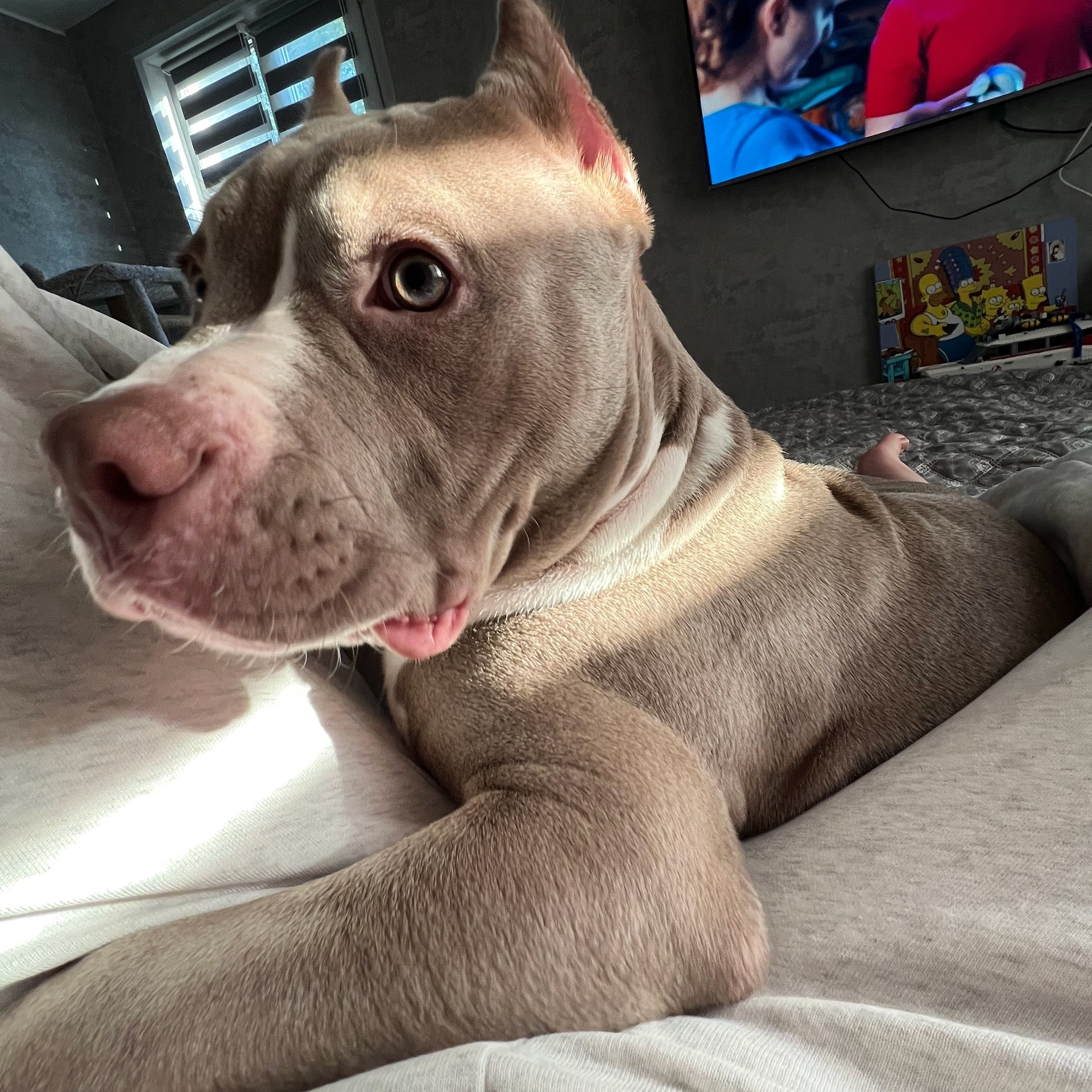 Фотогалерея. SANGRES FRESCA | Питомник американских булли в Московской области