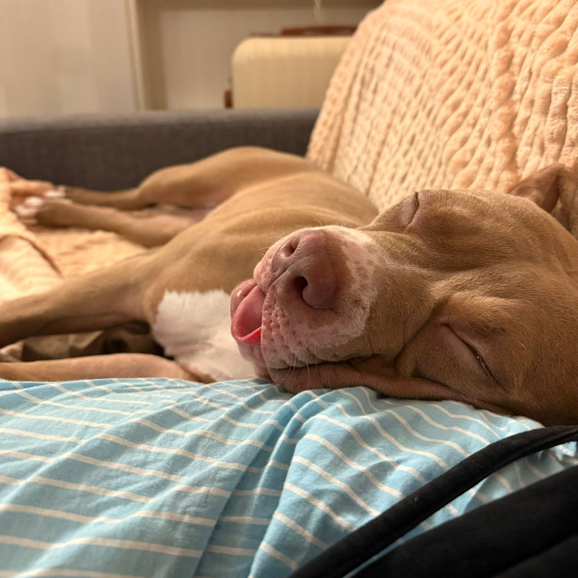 Фотогалерея. SANGRES FRESCA | Питомник американских булли в Московской области