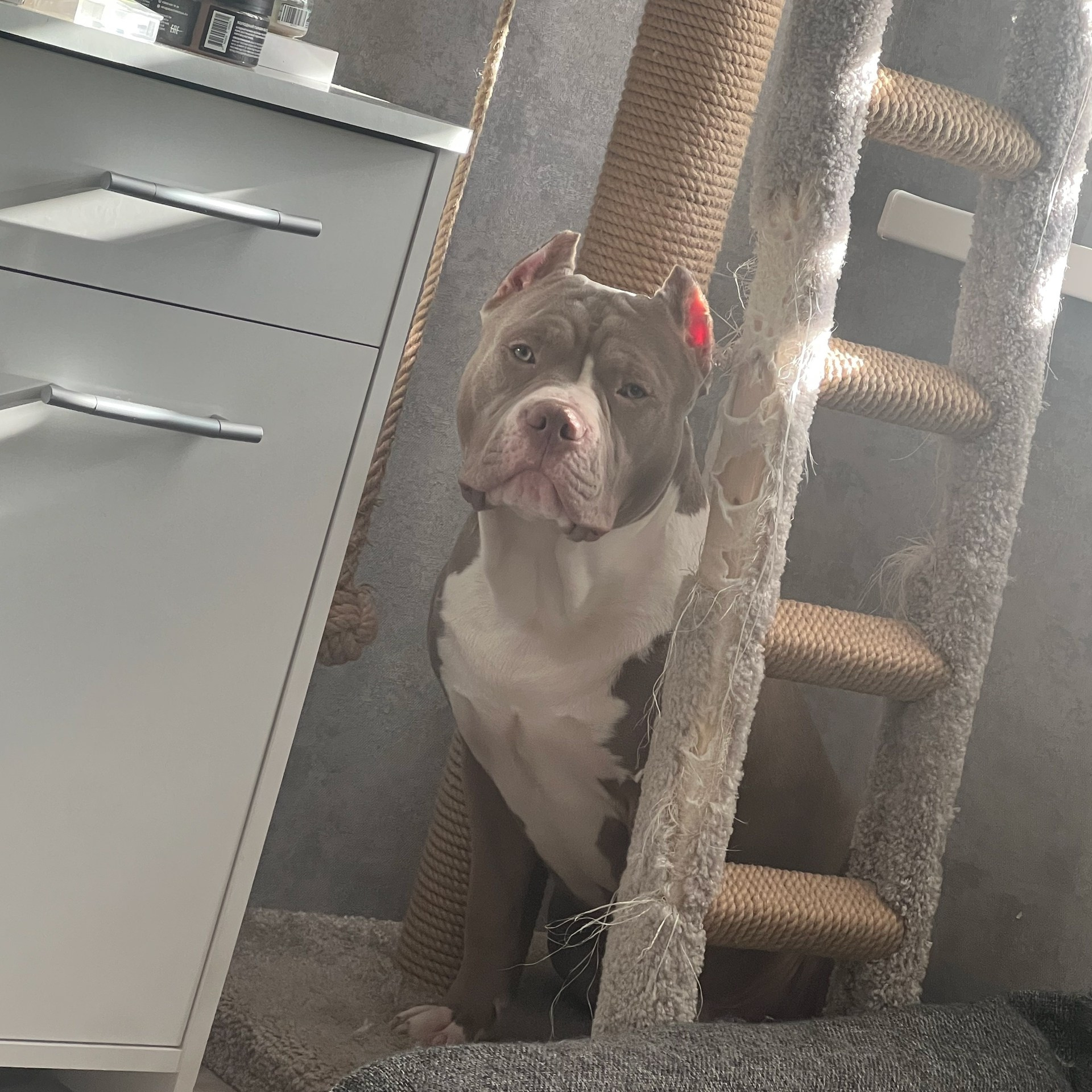 Фотогалерея. SANGRES FRESCA | Питомник американских булли в Московской области