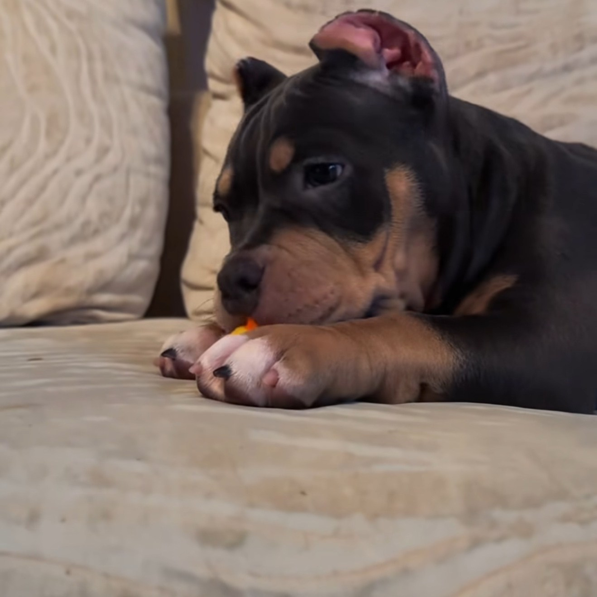 Фотогалерея. SANGRES FRESCA | Питомник американских булли в Московской области