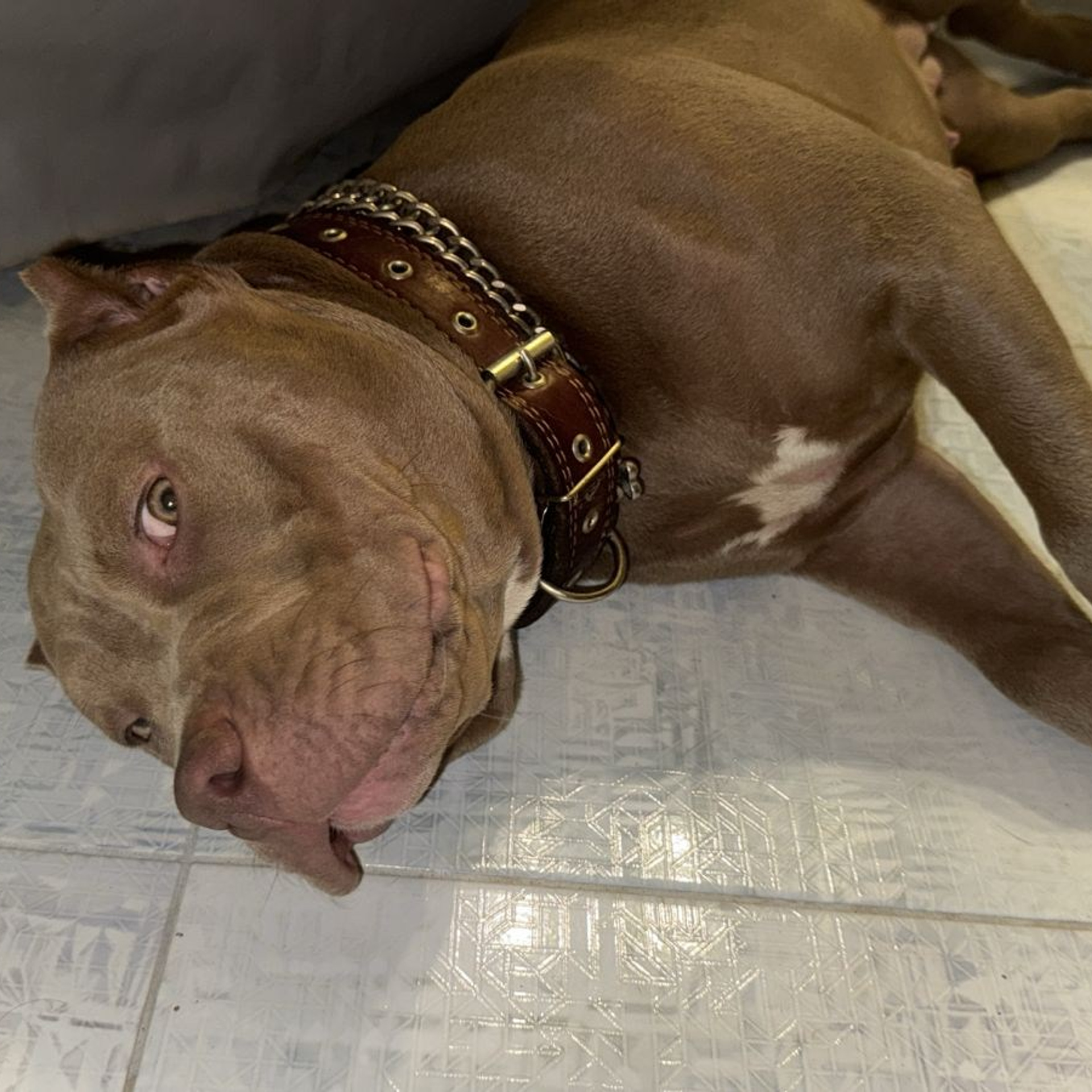 Фотогалерея. SANGRES FRESCA | Питомник американских булли в Московской области