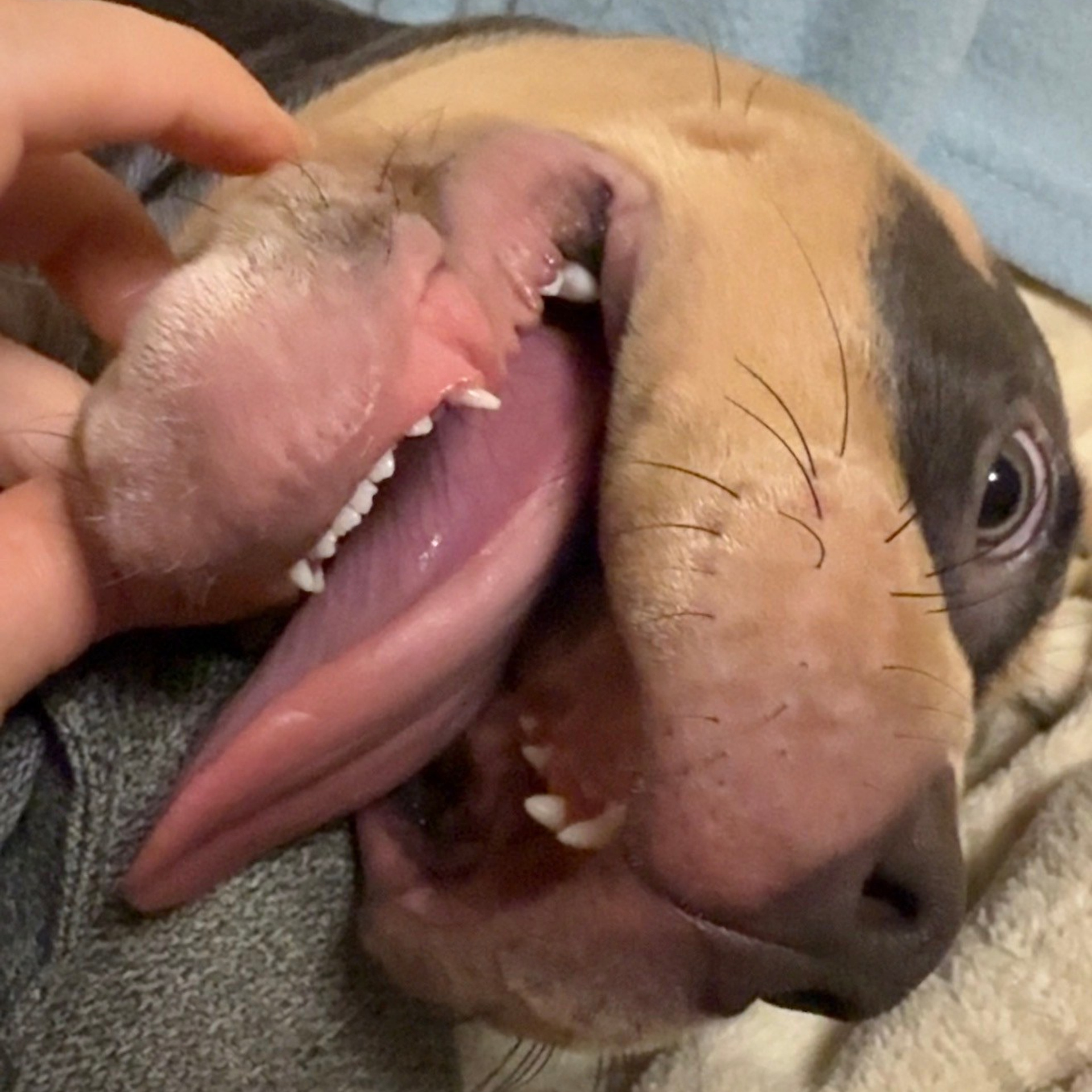 Отзывы. SANGRES FRESCA | Питомник американских булли в Московской области