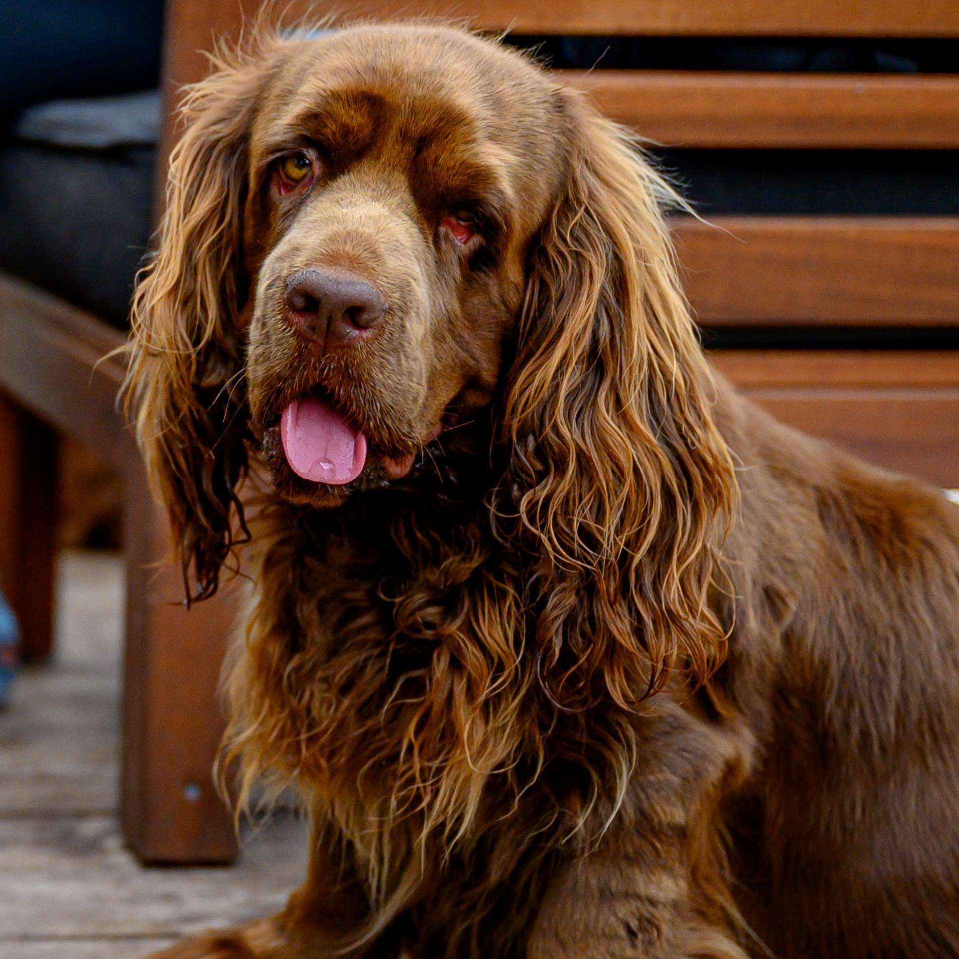 Спаниель и Лабрадоры