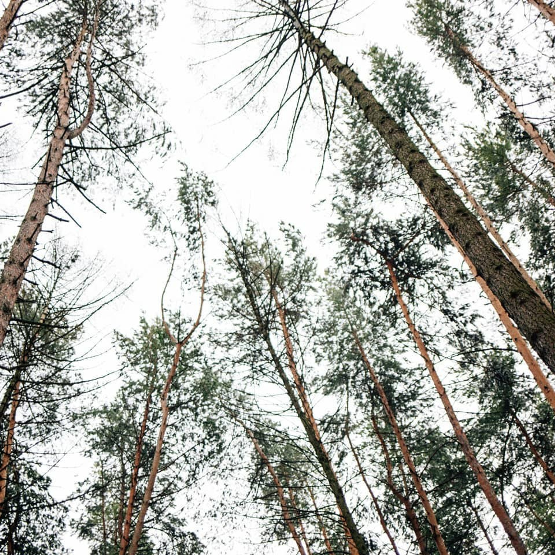 Зимняя прогулка