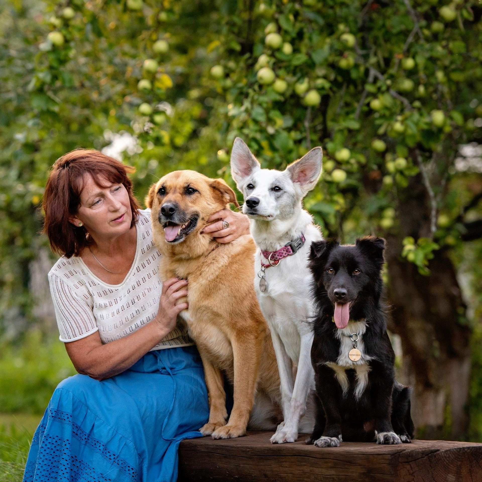Отзывы о фотографе-анималисте в Москве. Фотограф собак в Москве и Московской области Иванушкина Мария