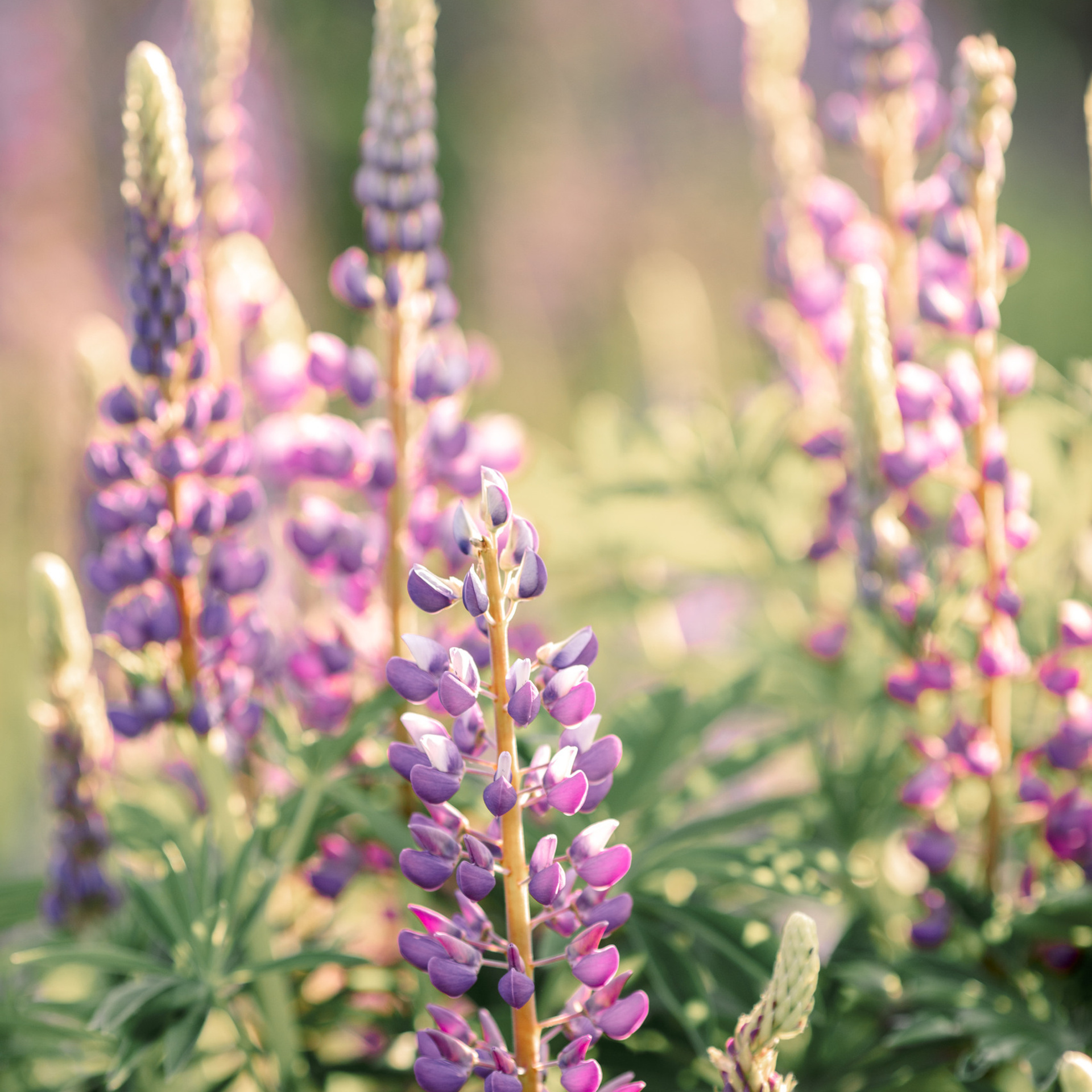 Отзывы. Семейный фотограф в Москве выпускные альбомы Клюковская Надежда