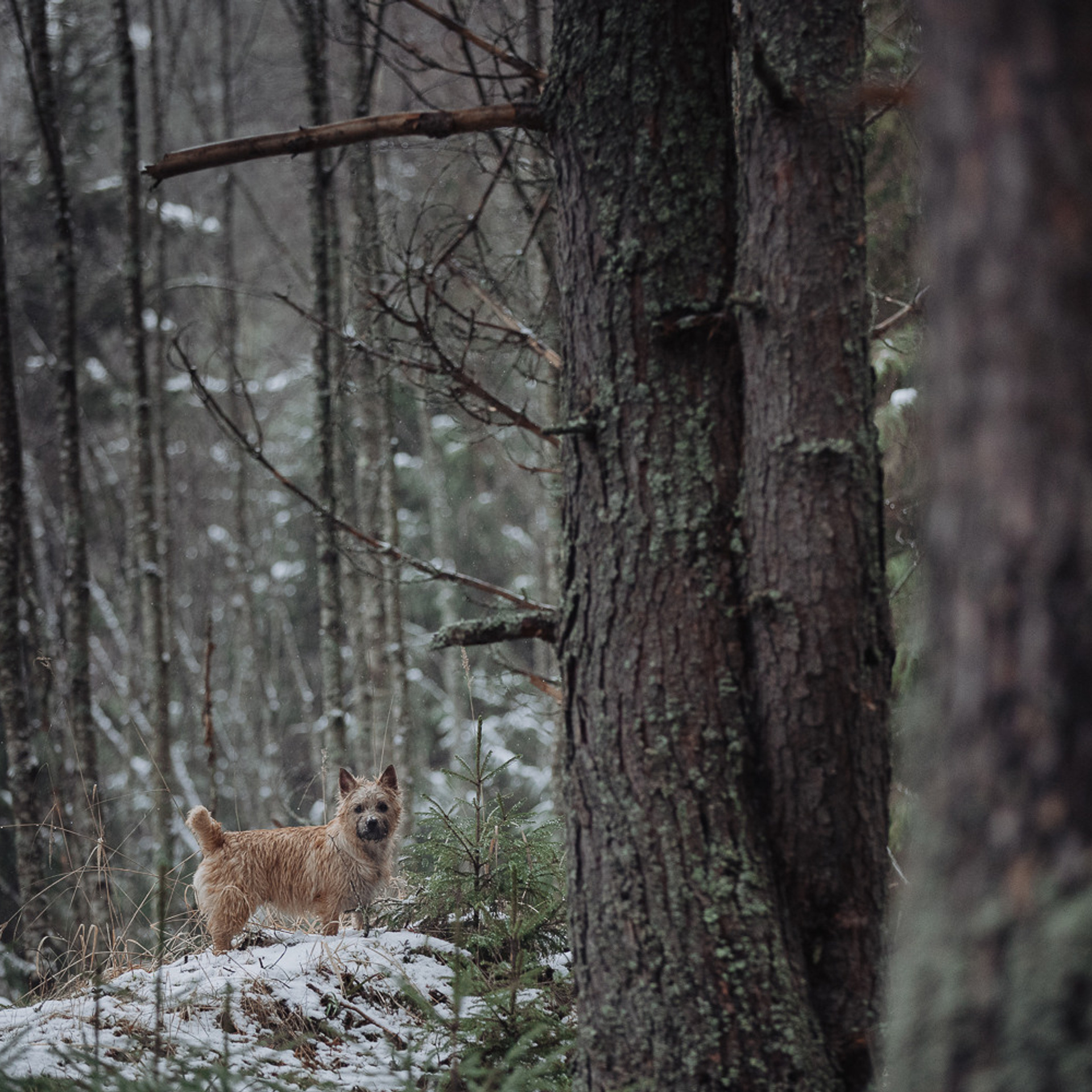 Отзывы. Фотограф Ксения Ресси