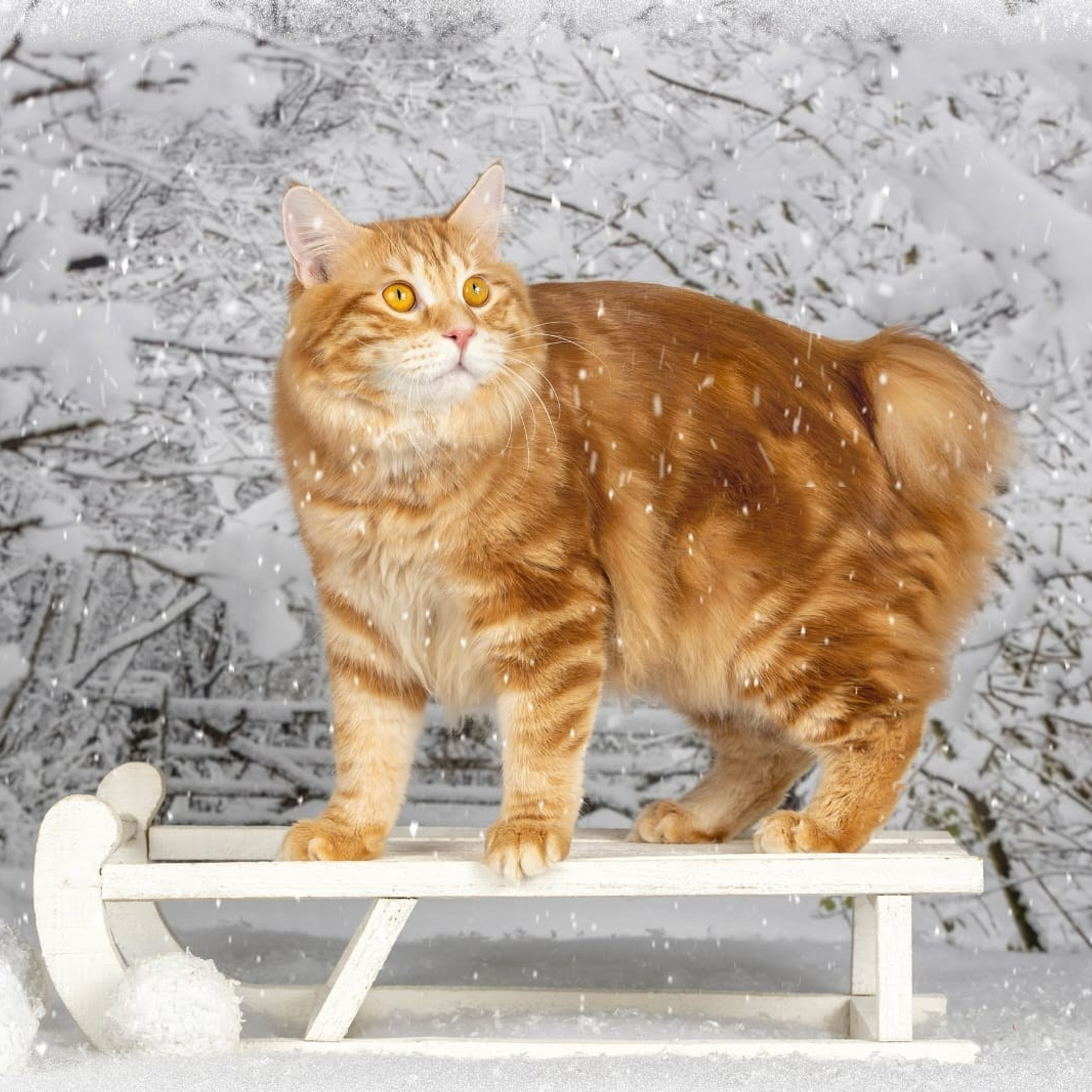 Отзывы. Фотограф-анималист в Омске Екатерина Маричева