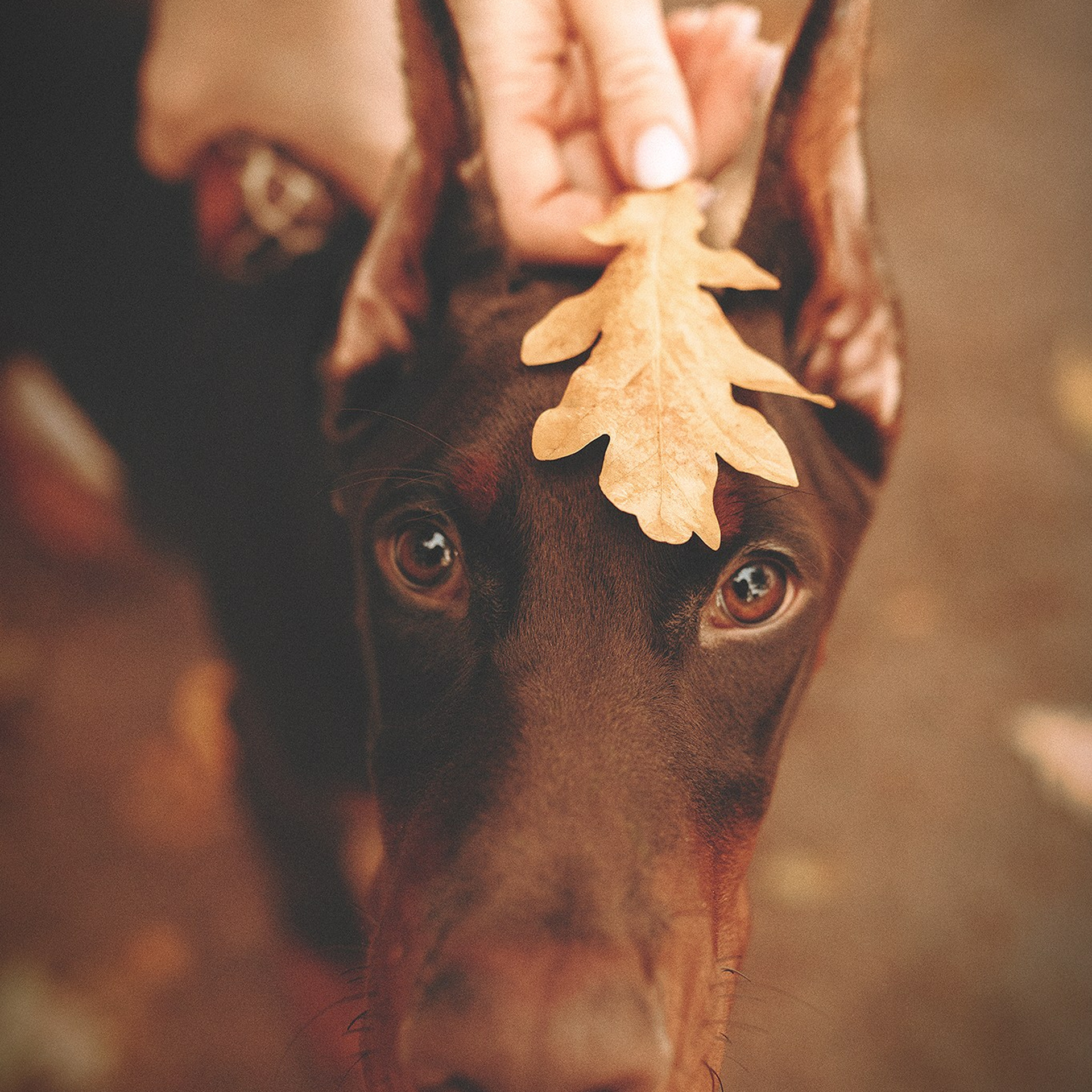 Йода, Вероника