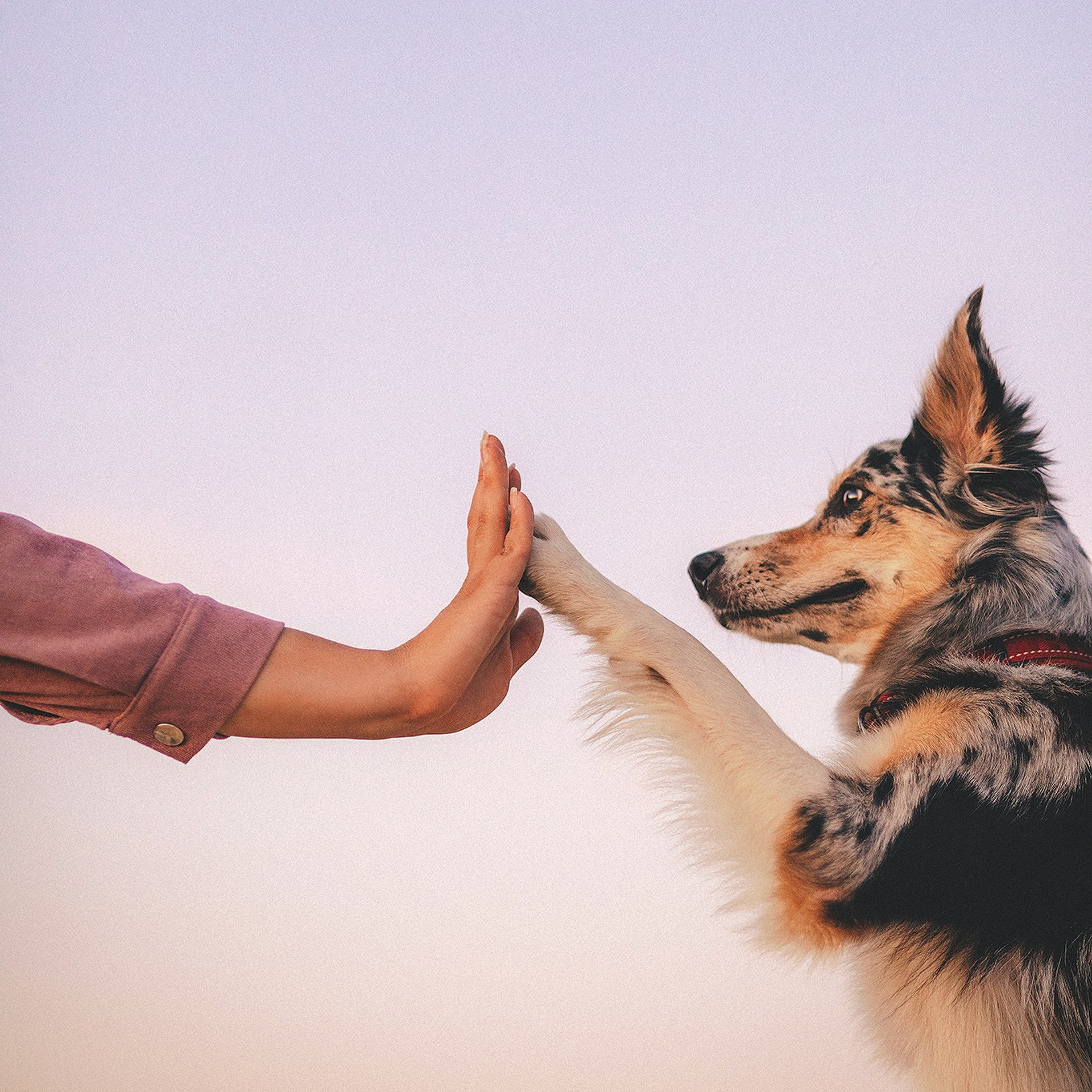 Отзывы. Фотограф-анималист • love-story • Санкт-Петербург
