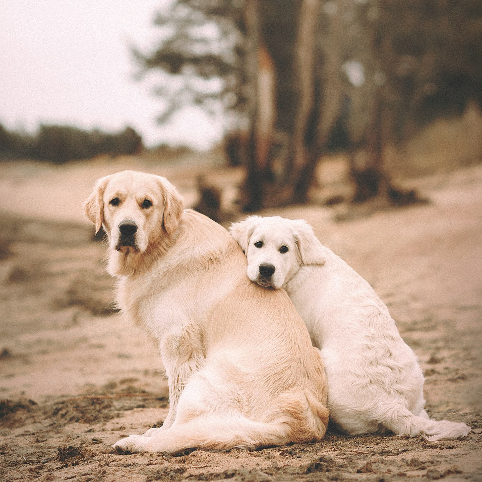 Барли, Фортис