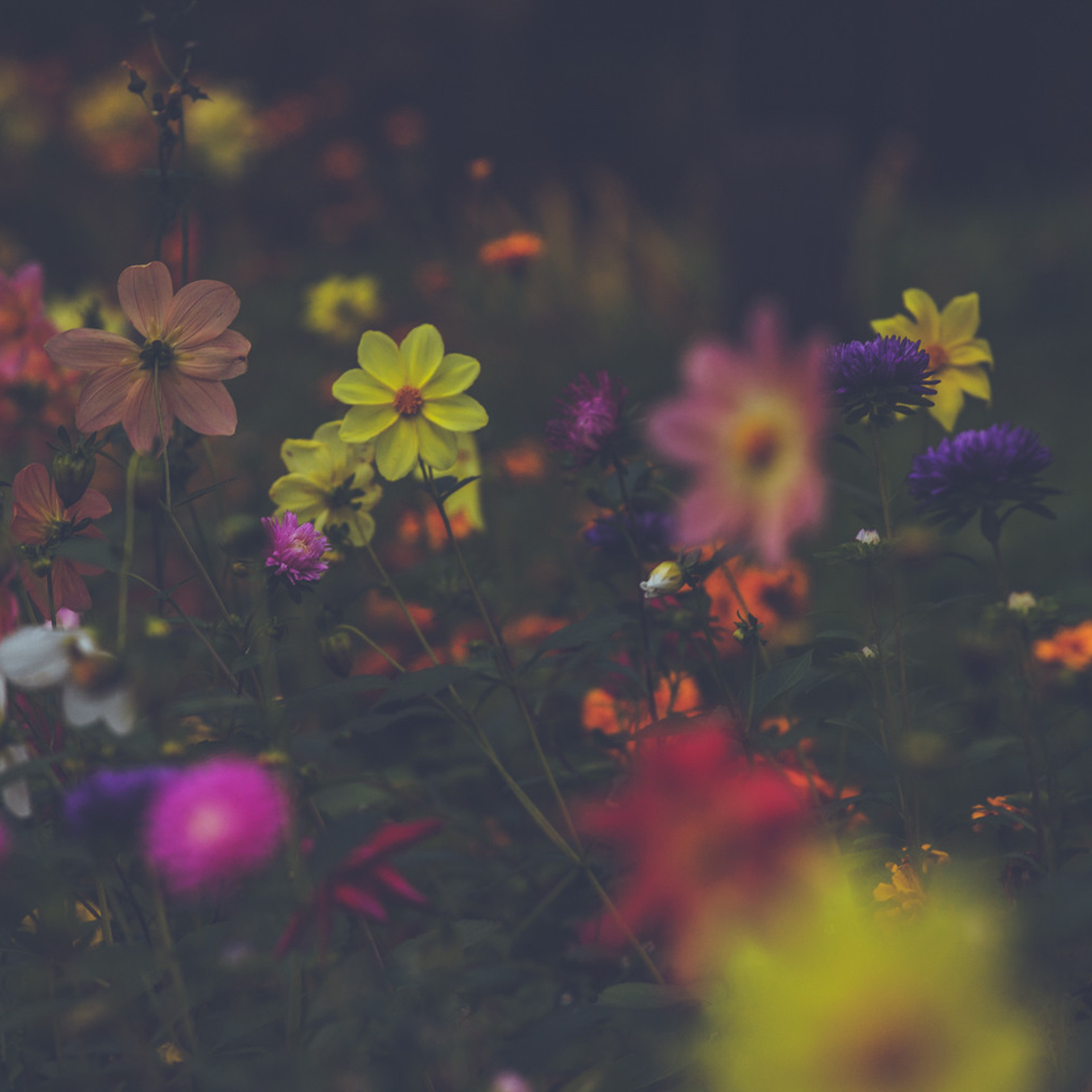 Шахматово. Усадьба А. А. Блока