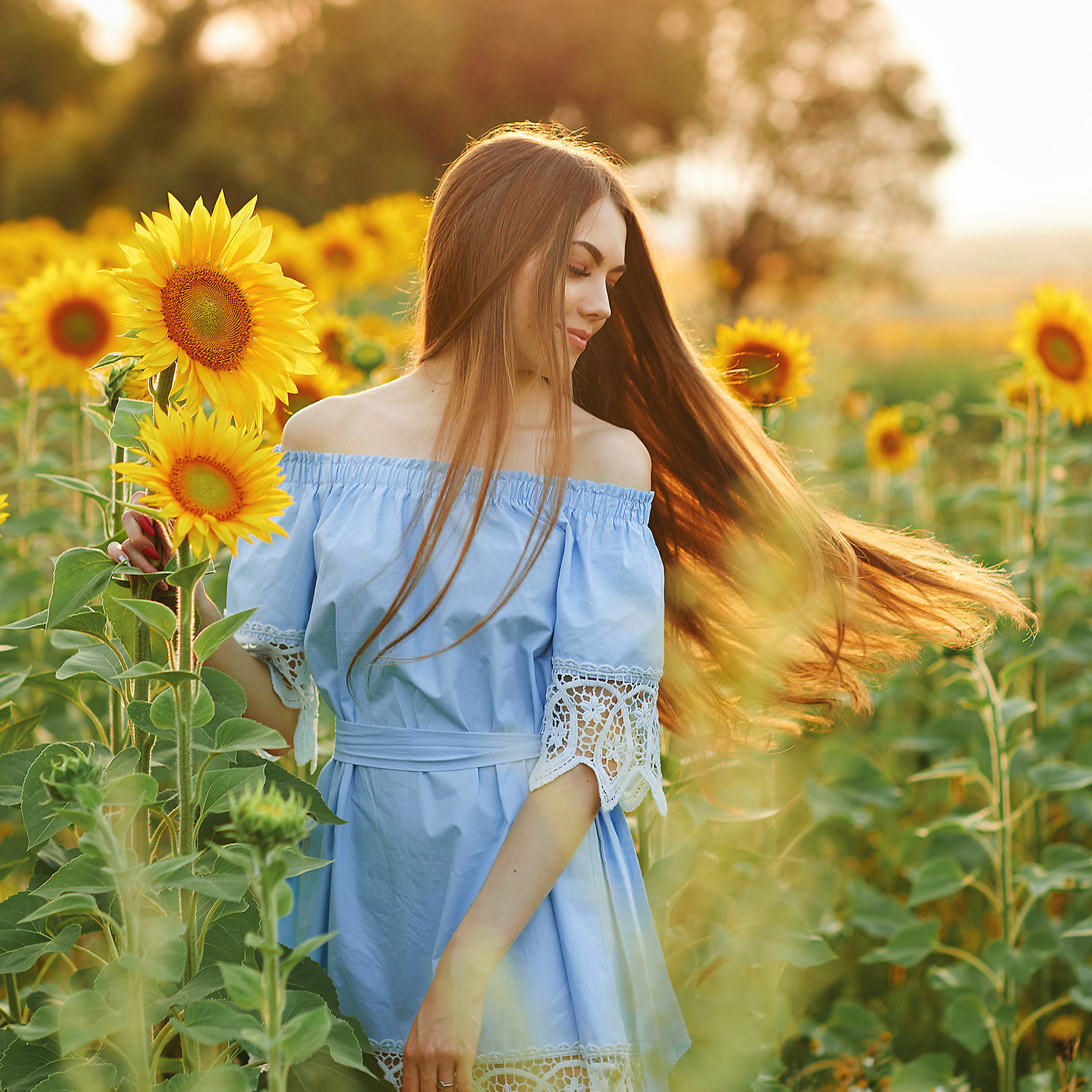 Подсолнухи