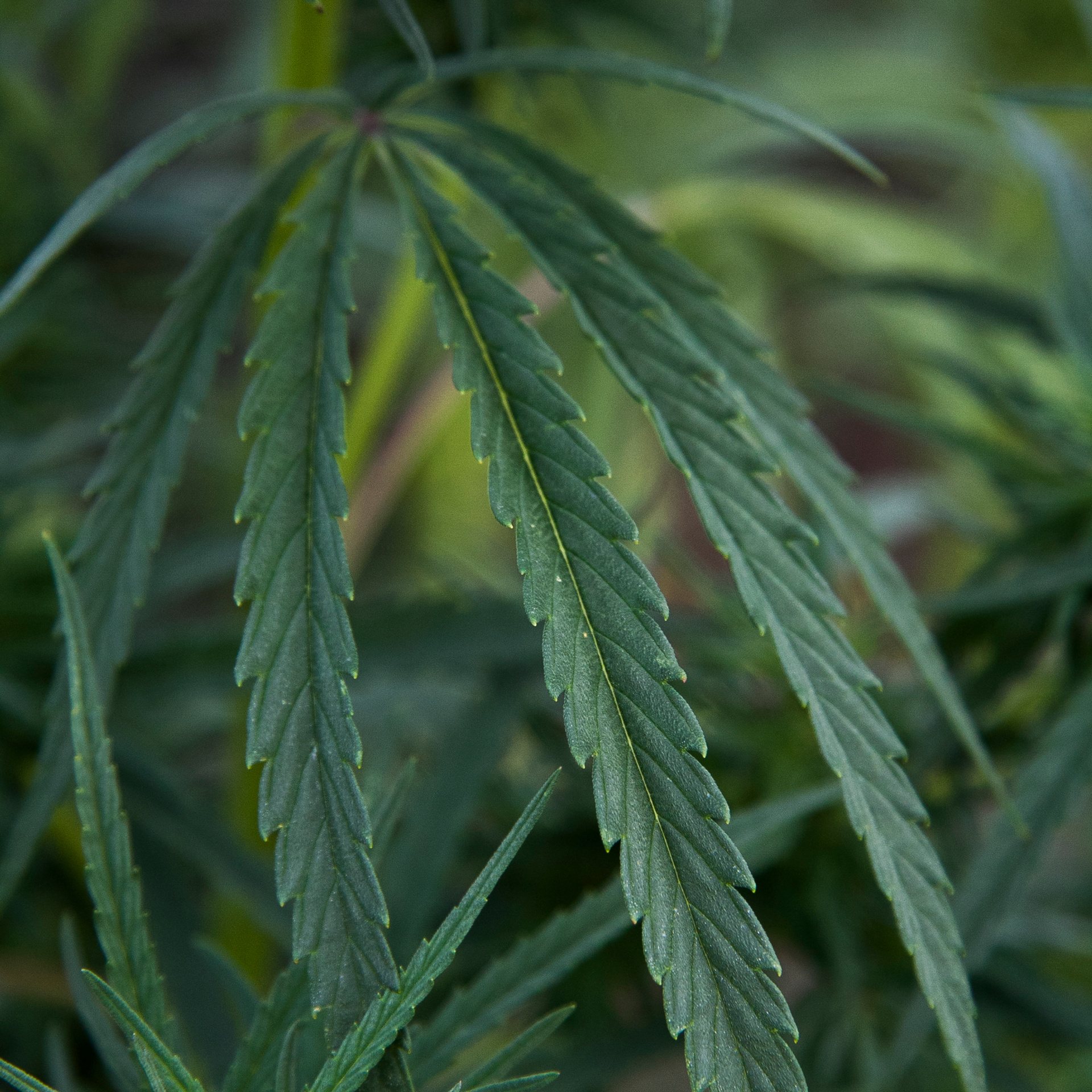 Кукурузные поля (август 2019)