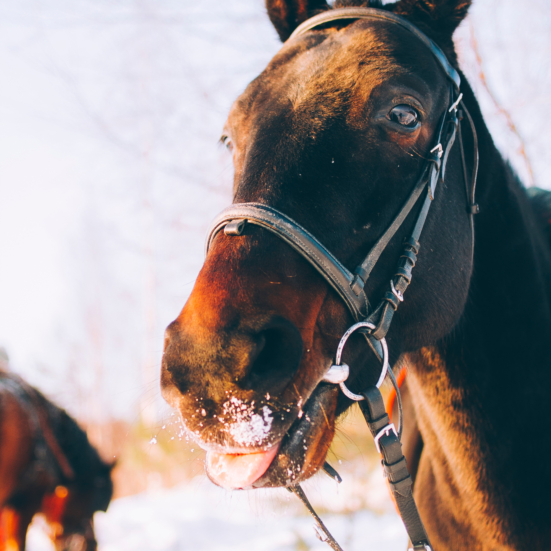 Суоранда (март 2018)