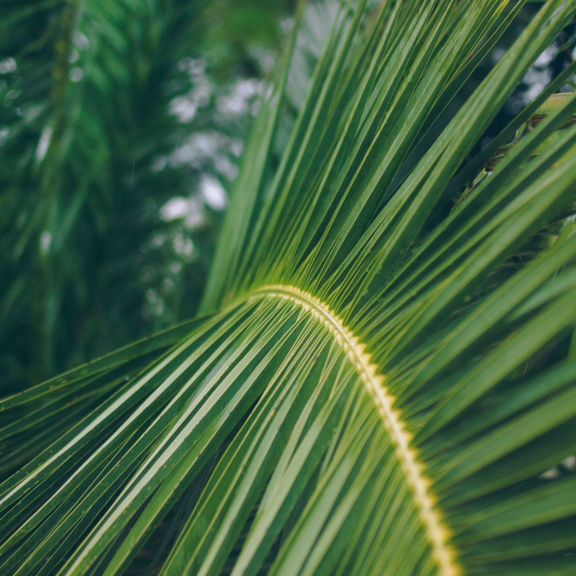 Сочи (декабрь 2017)