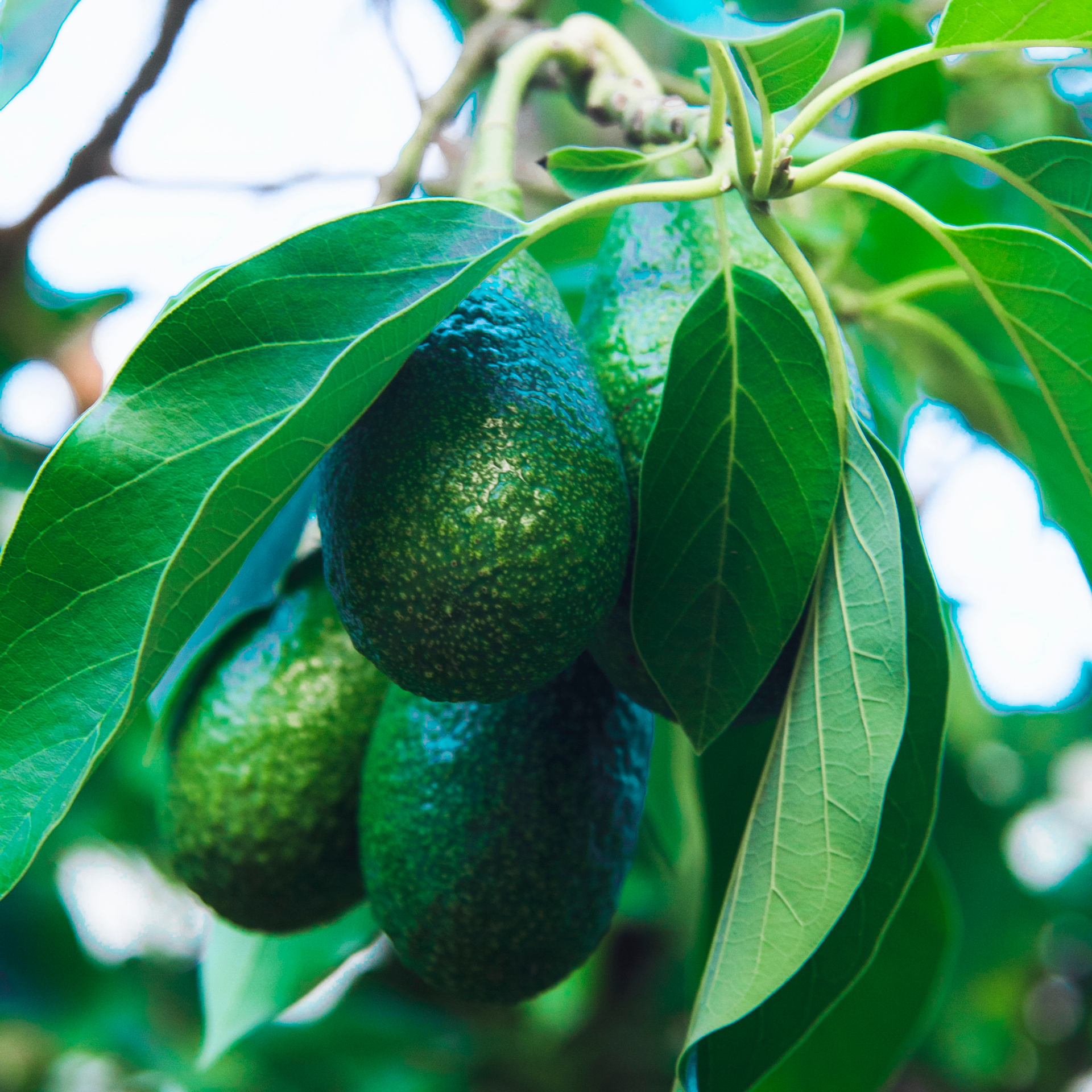 Кемер Турция (июль 2018)