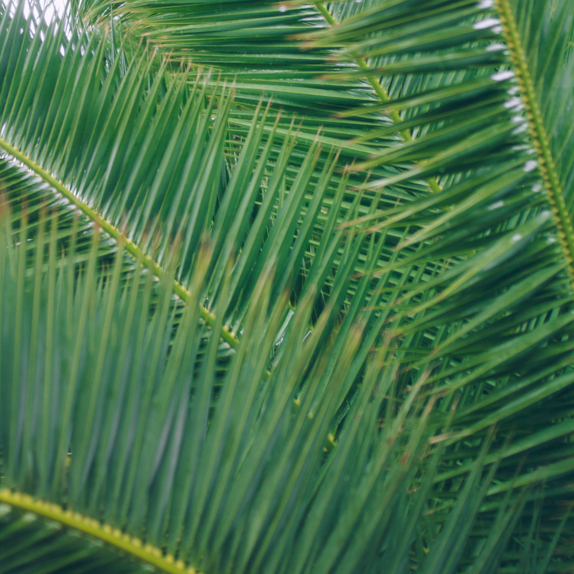 Сочи (декабрь 2017)