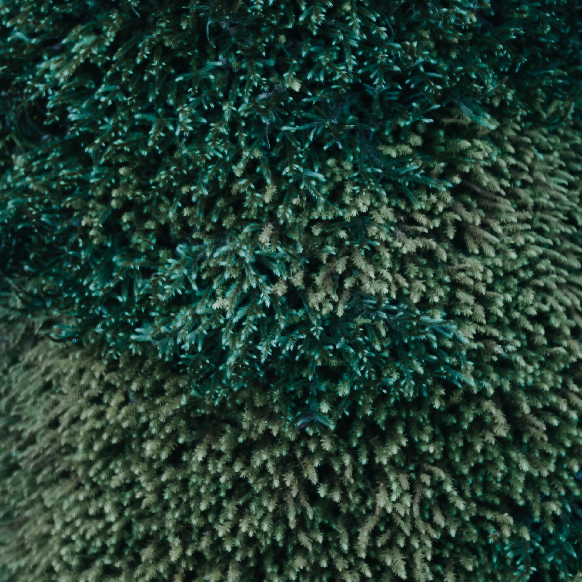 Мин воды (Новый год 2020)