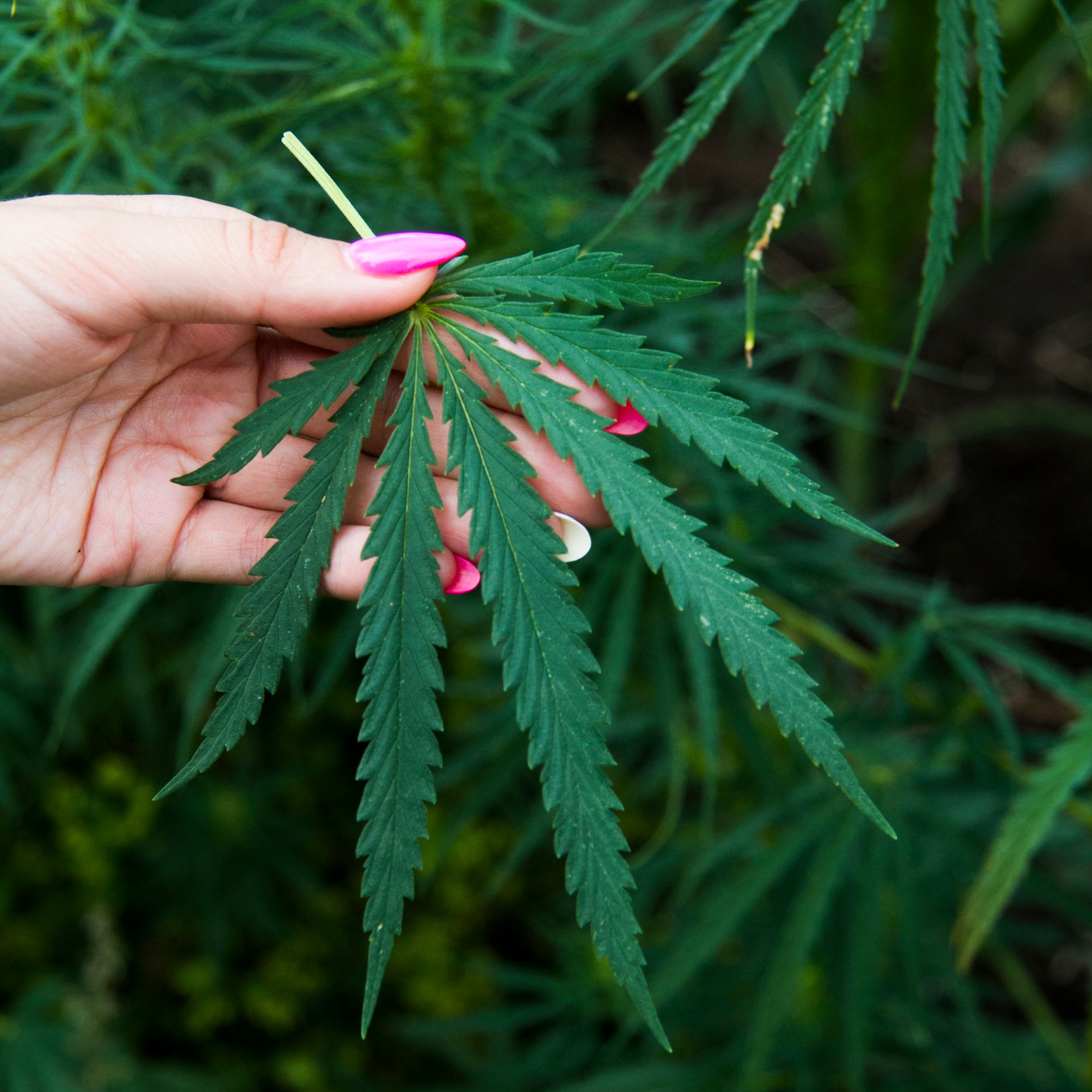 Кукурузные поля (август 2019)