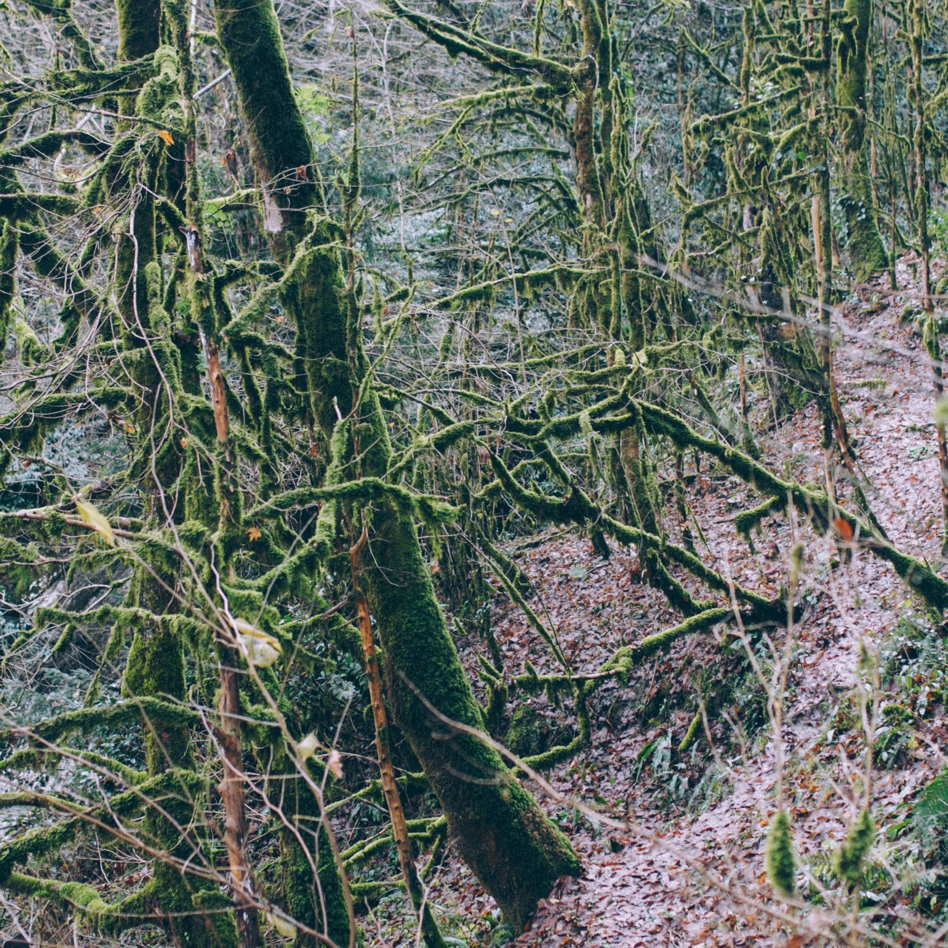 Сочи (декабрь 2017)