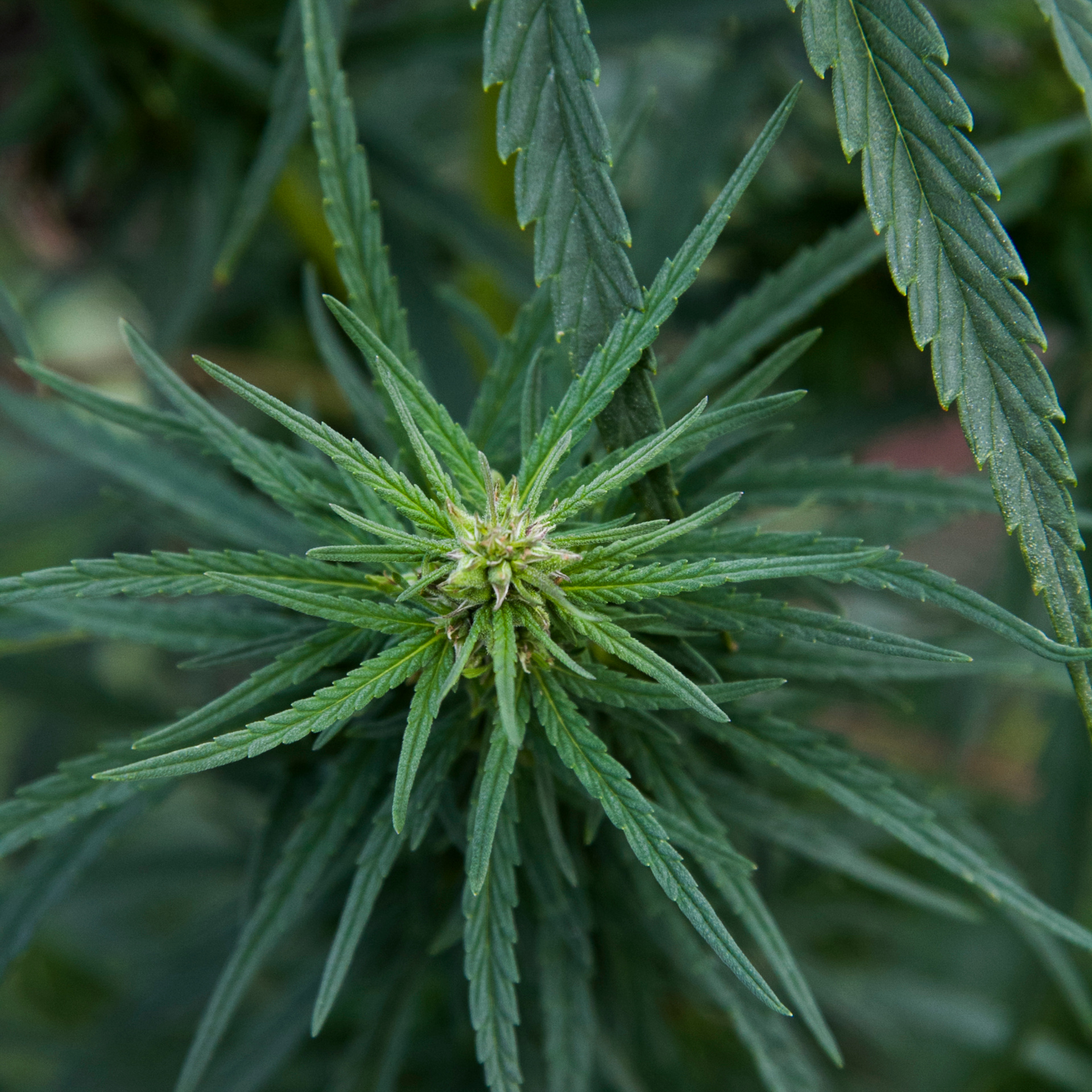 Кукурузные поля (август 2019)