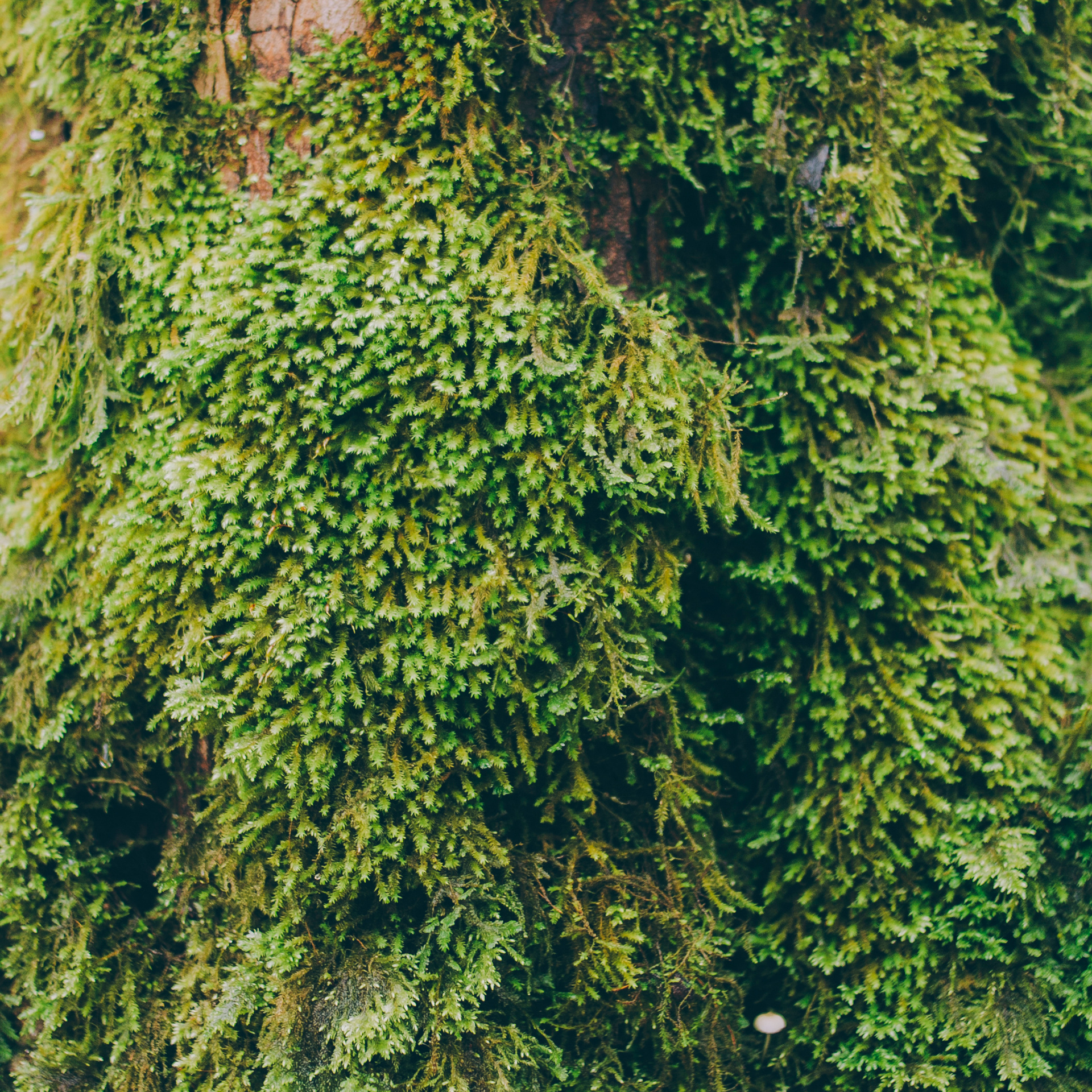 Сочи (декабрь 2017)