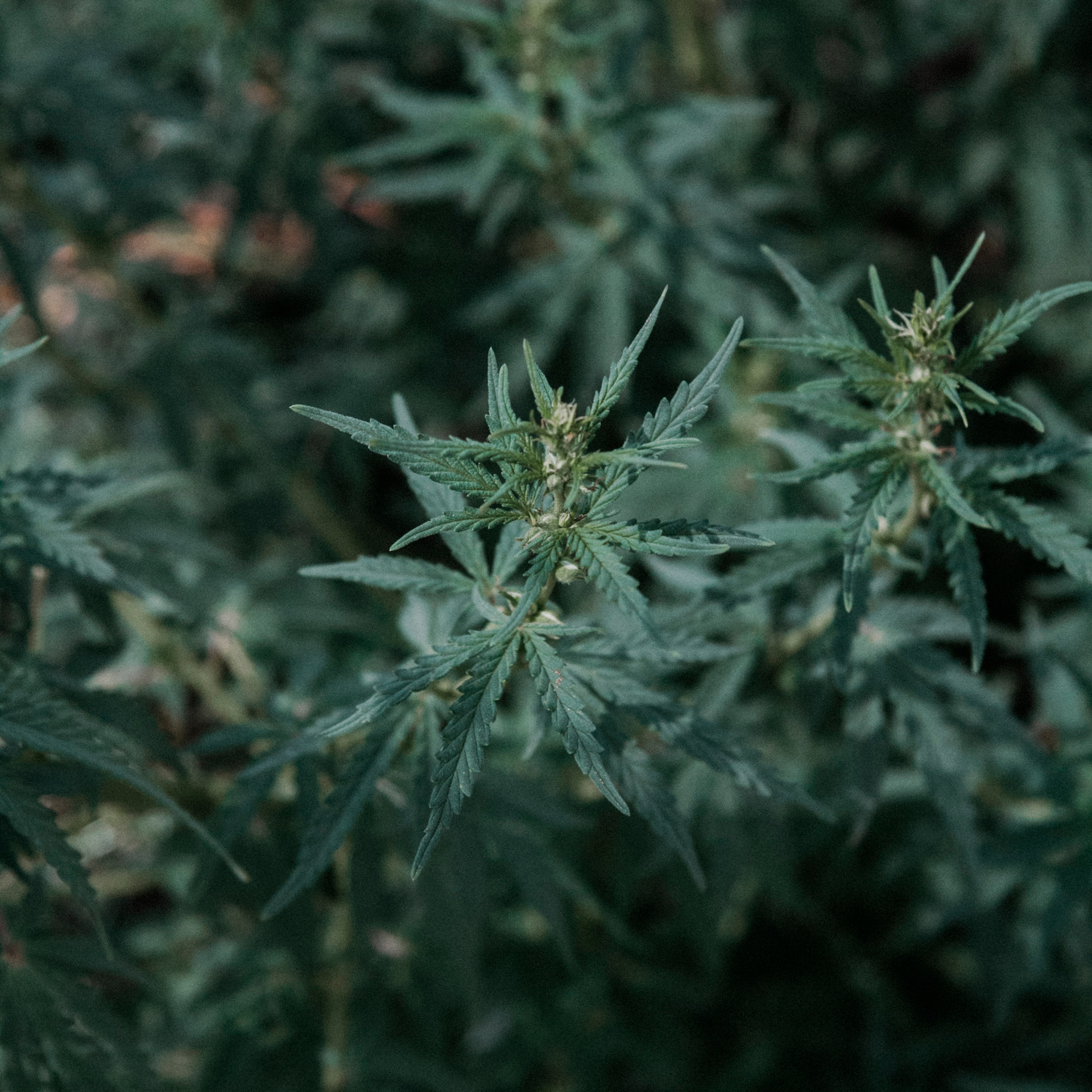 Кукурузные поля (август 2019)