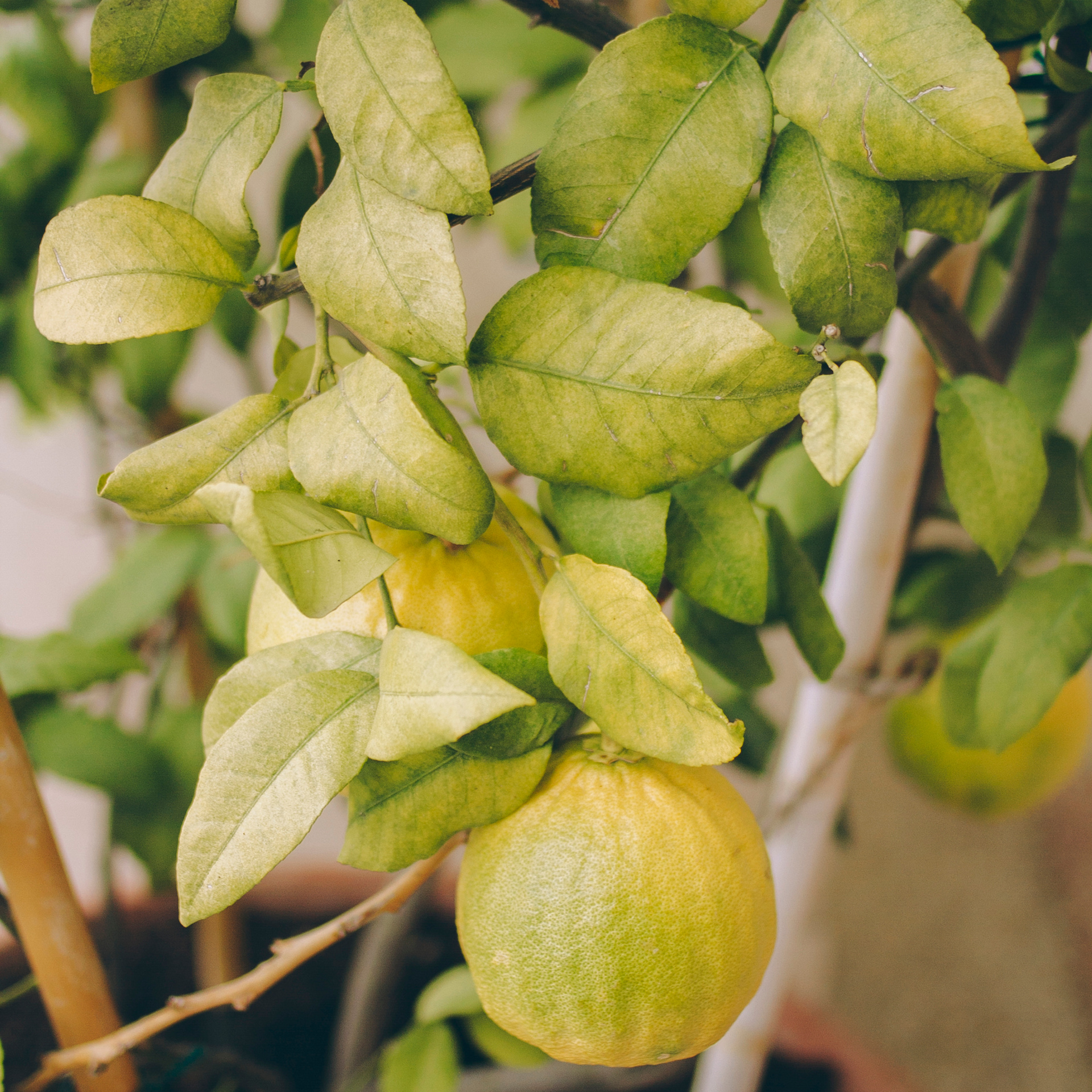 Сочи (декабрь 2017)