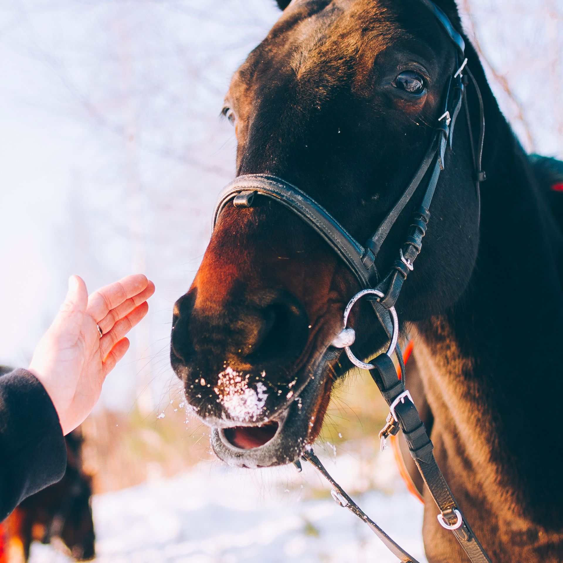 Суоранда (март 2018)