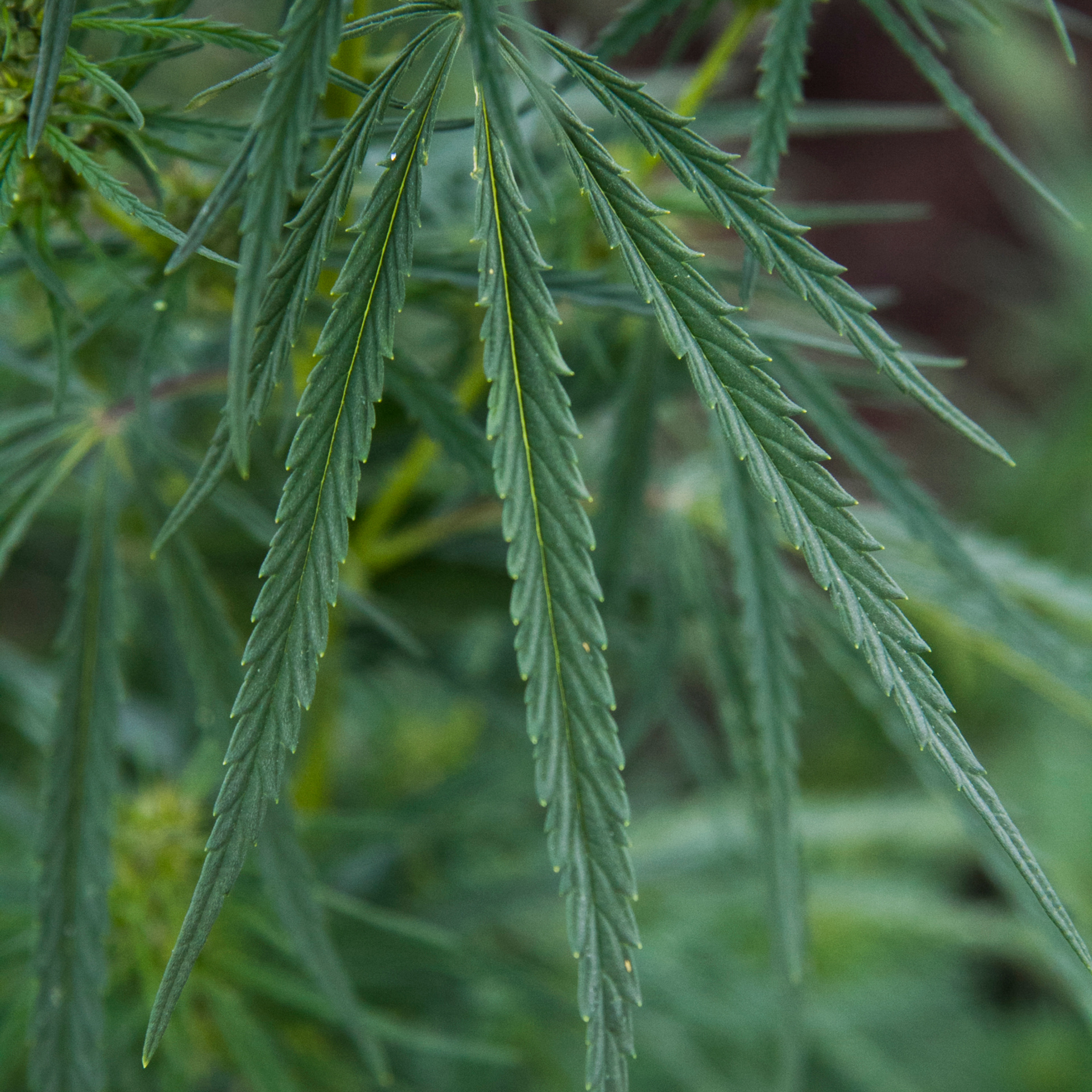 Кукурузные поля (август 2019)