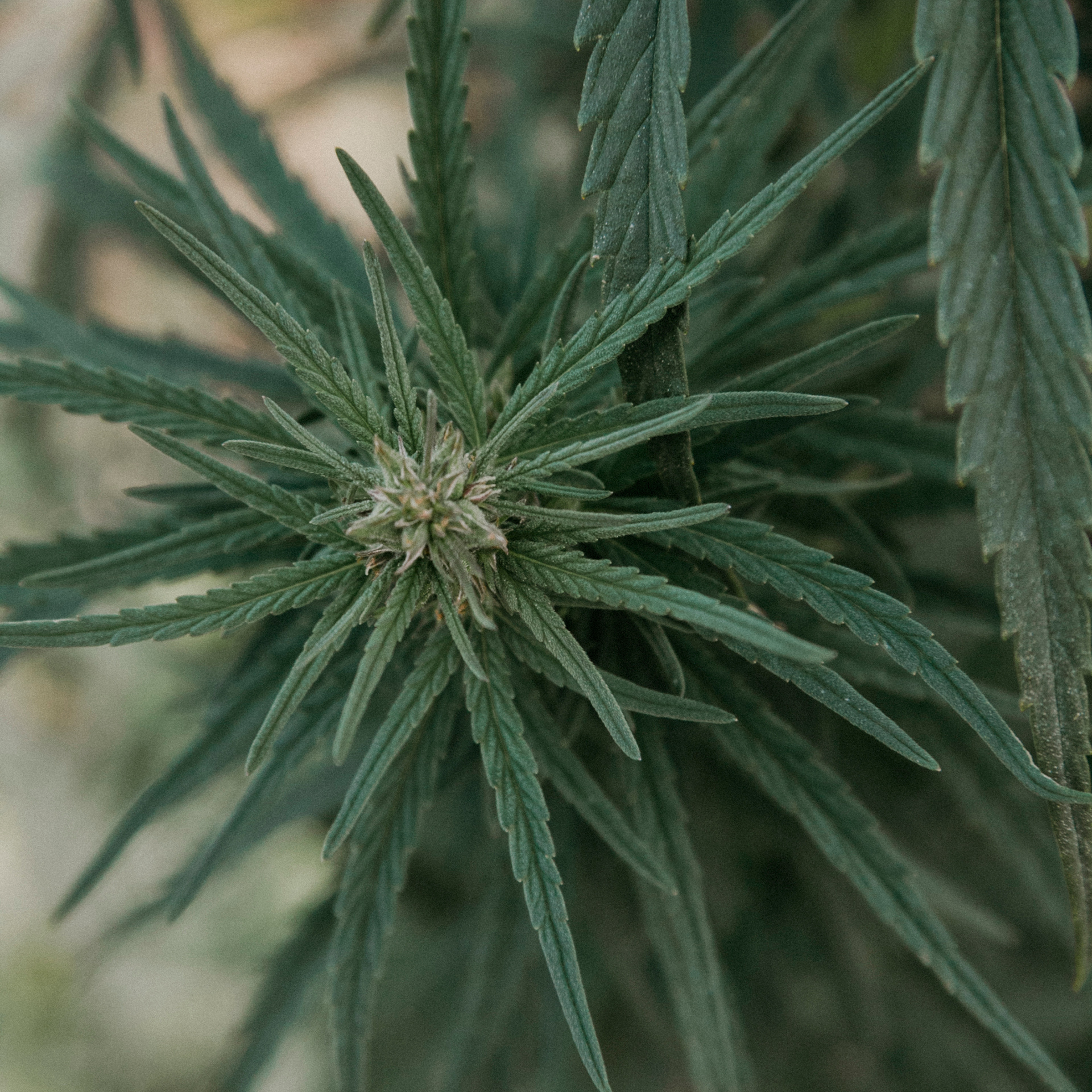 Кукурузные поля (август 2019)