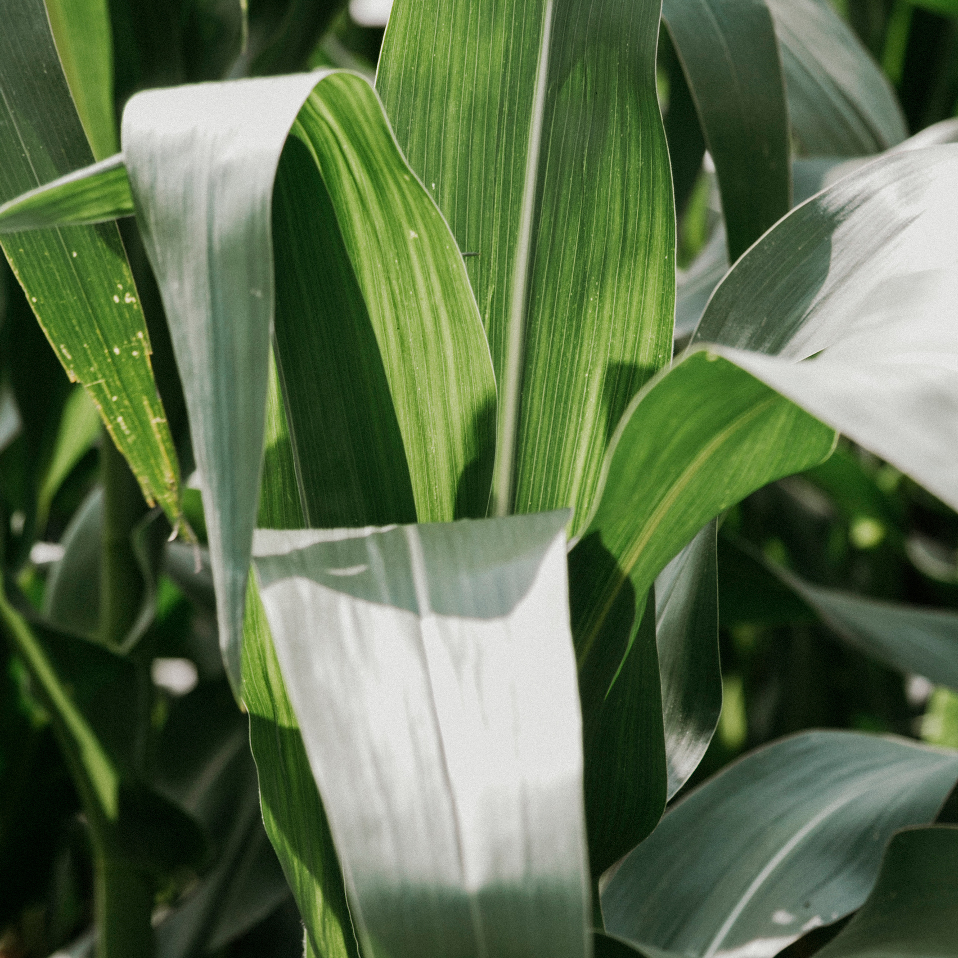 Кукурузные поля (август 2019)