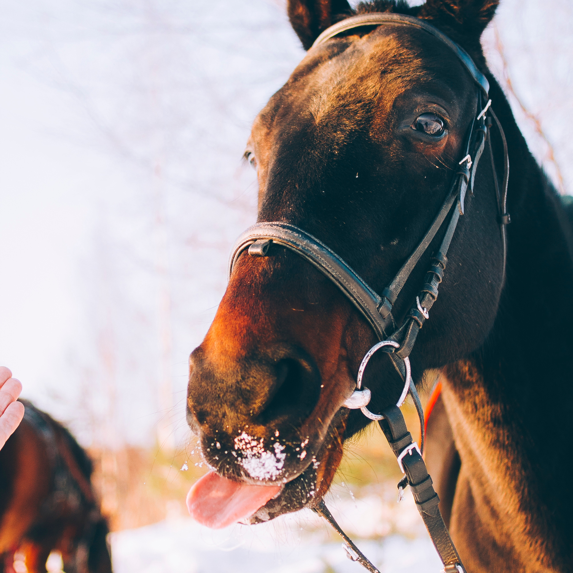 Суоранда (март 2018)