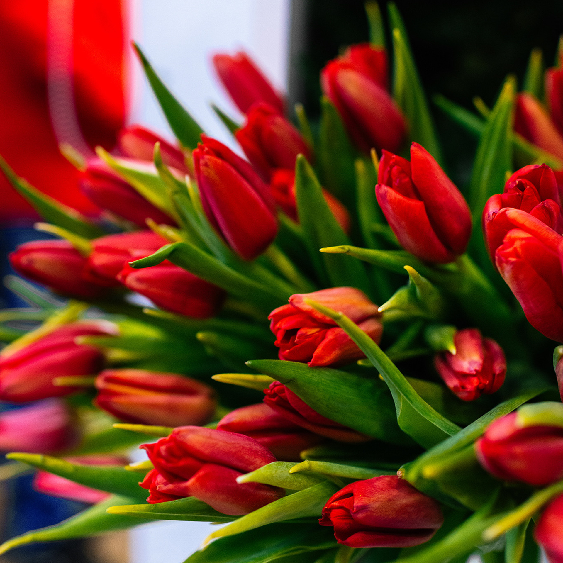 Тюльпаны. Цветочный магазин