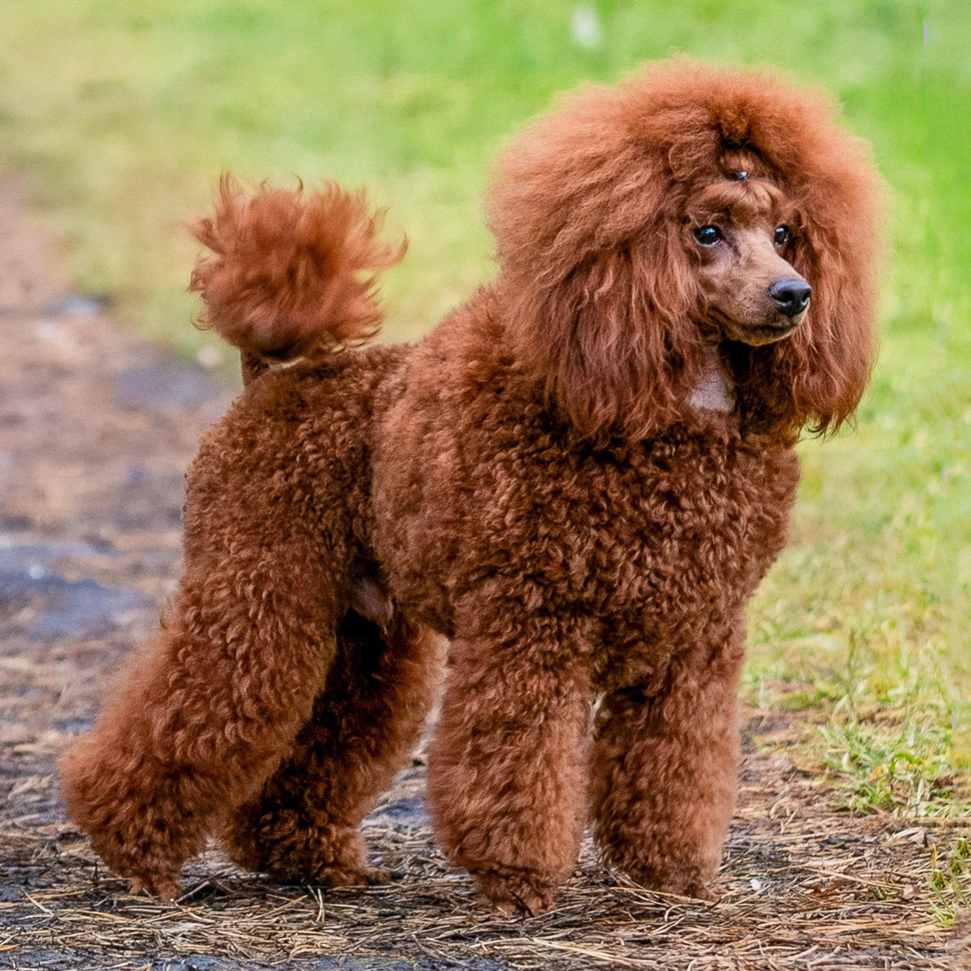 Кренделек сахарный Редли