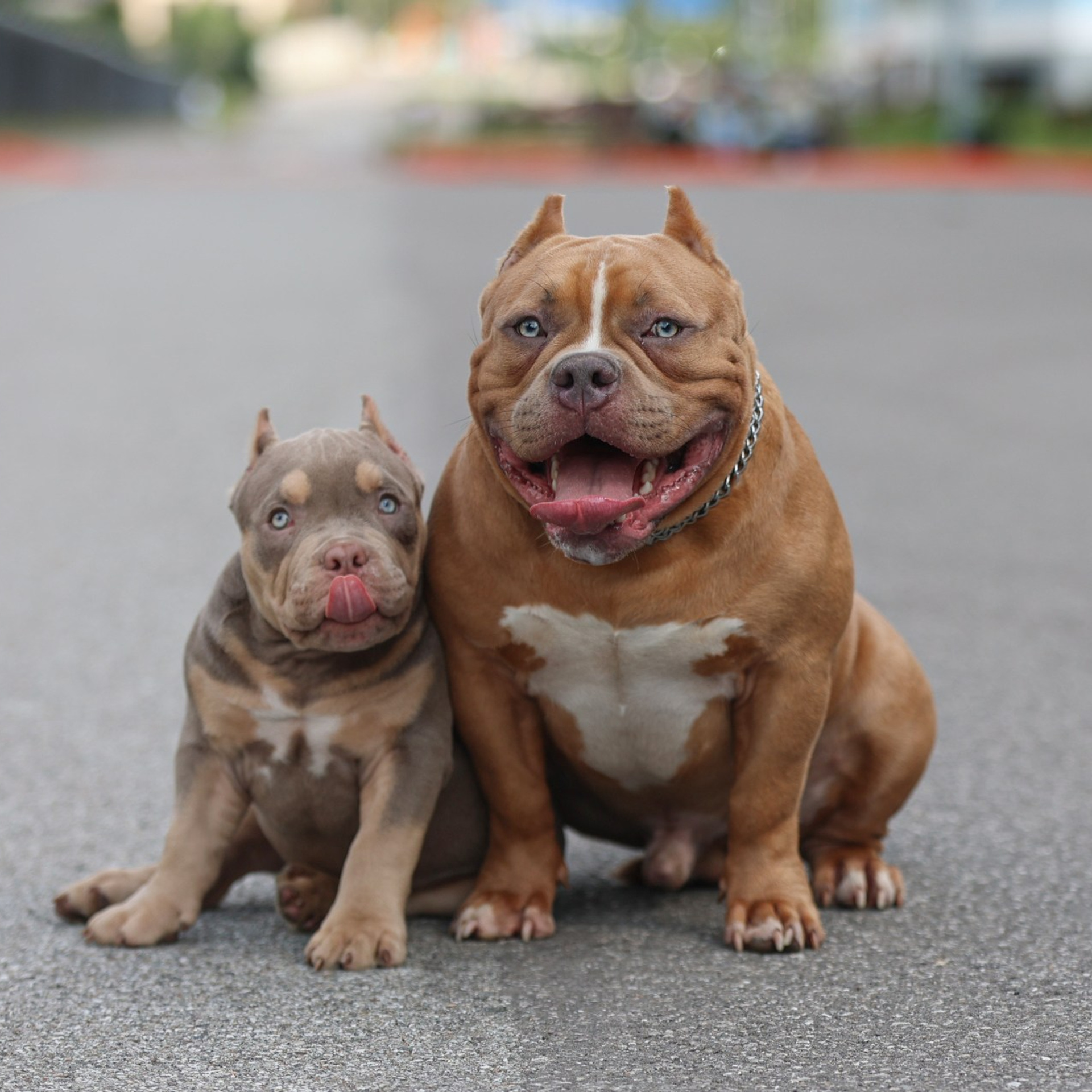 Фотосессия Коди и Кинга!