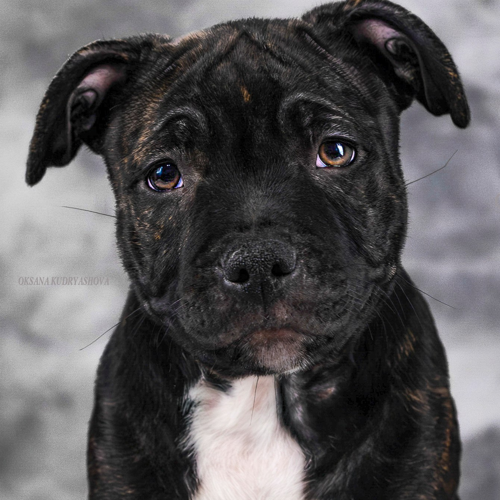 Щенки Стаффбуль