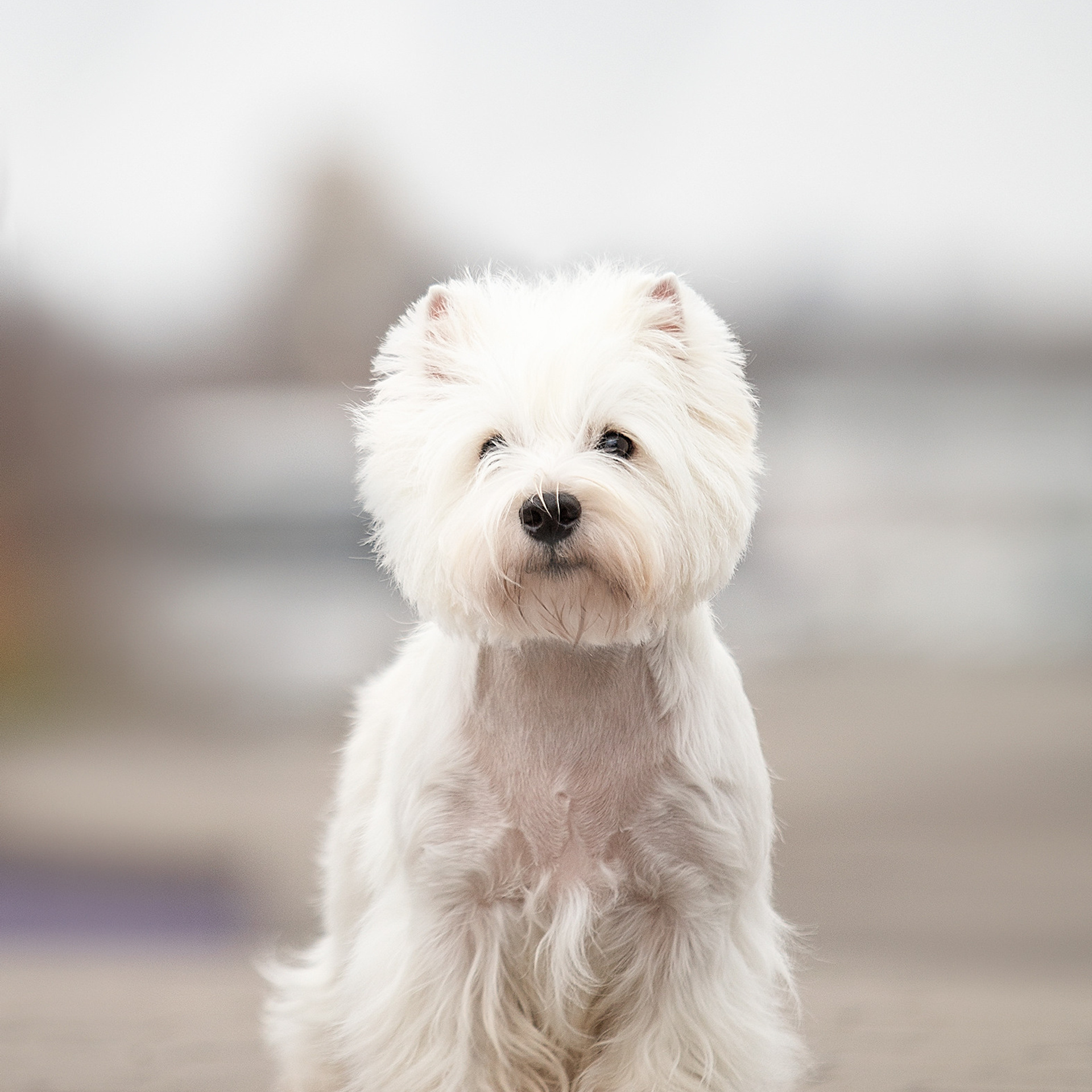 Экстерьерные фотосессии