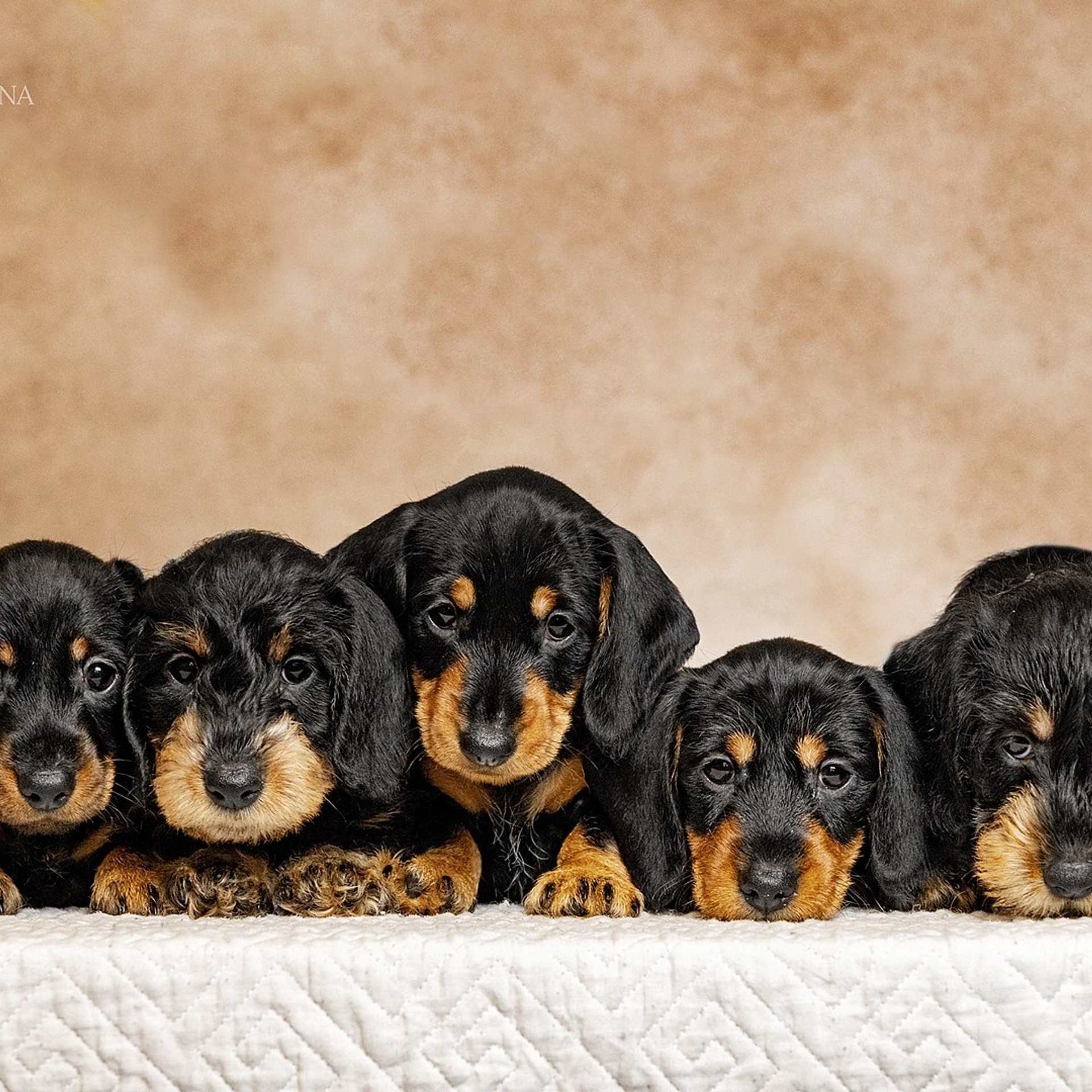 Отзывы. Https://moshkovaphoto.ru/