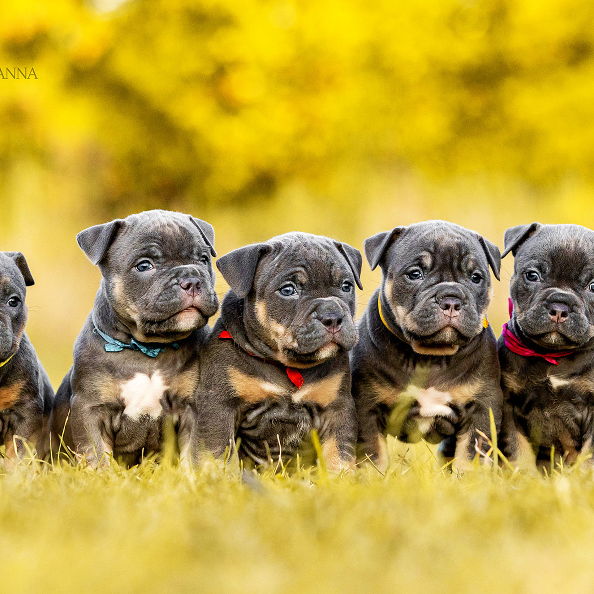 Отзывы. Https://moshkovaphoto.ru/