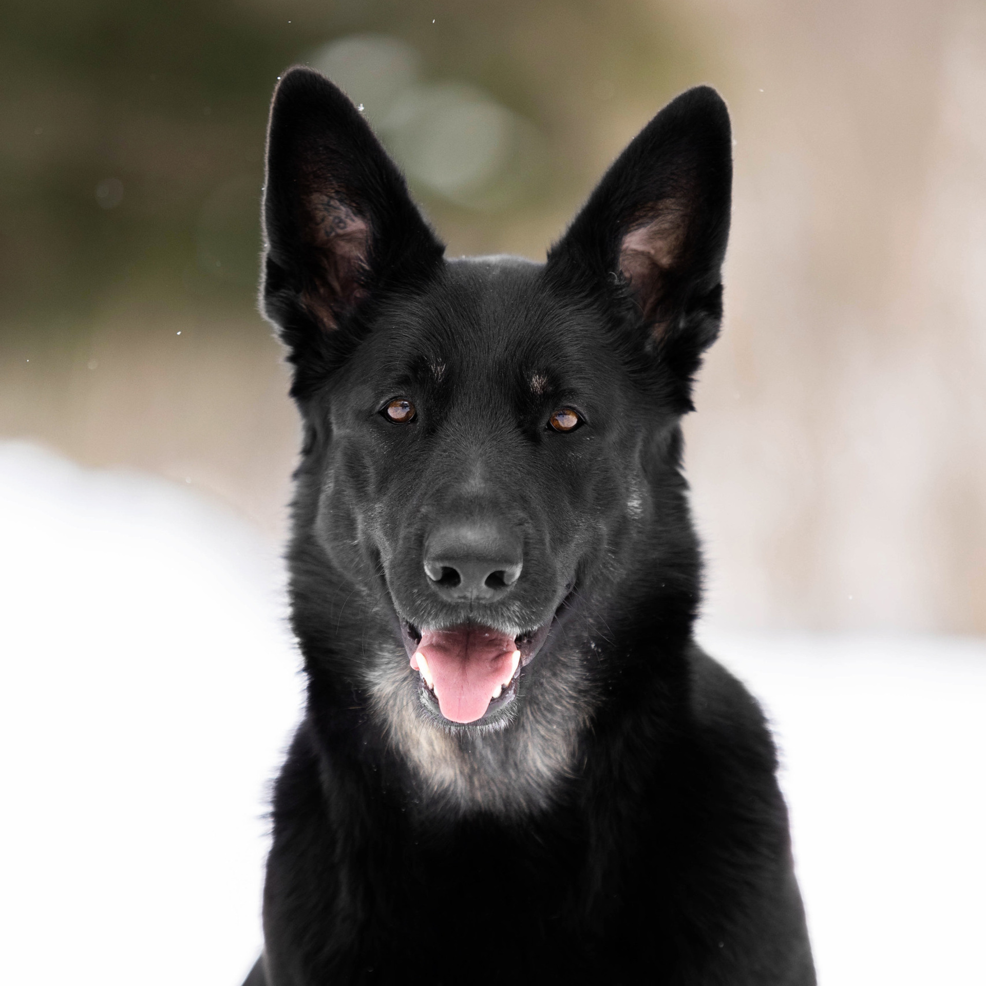 Отзывы. Https://moshkovaphoto.ru/