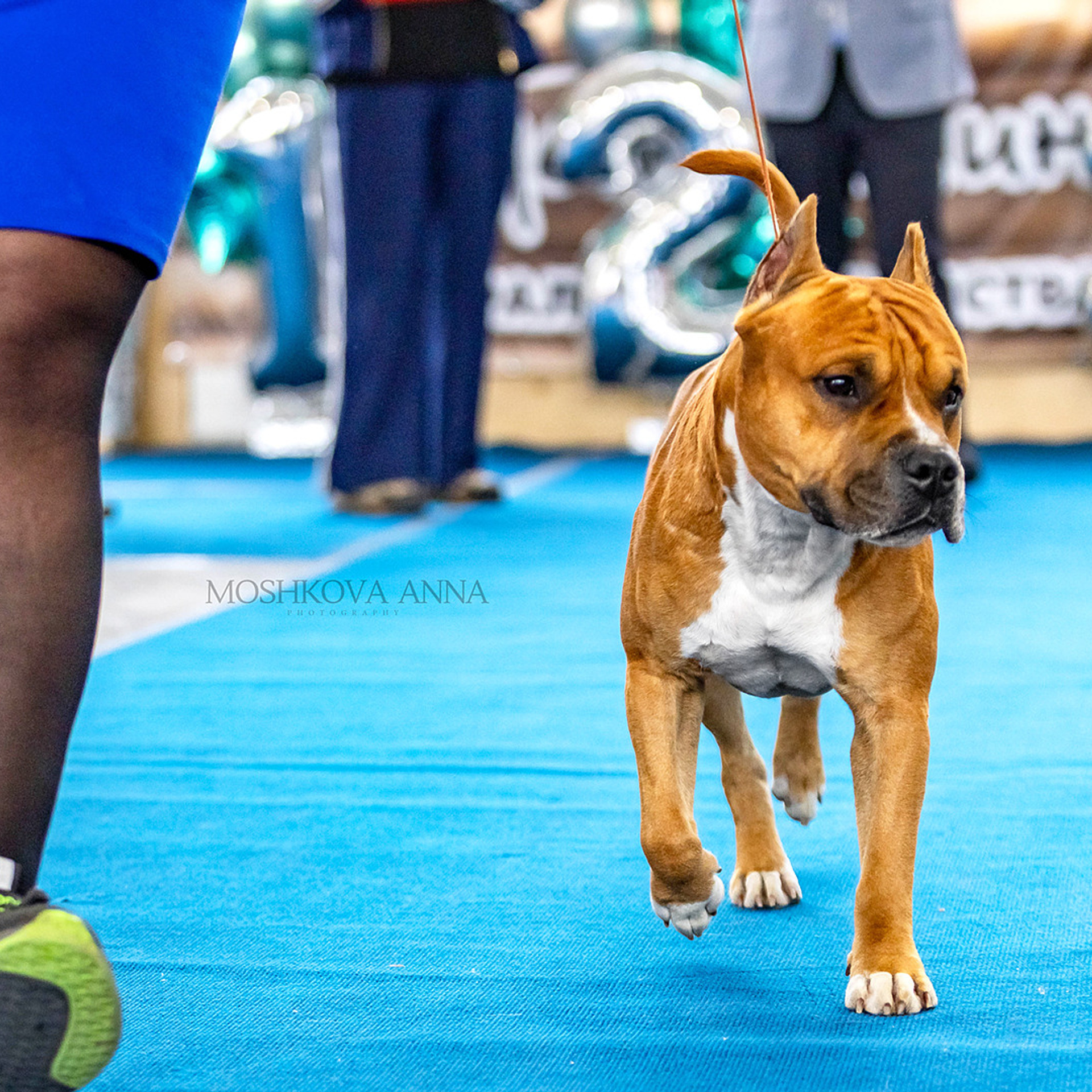 Отзывы. Https://moshkovaphoto.ru/